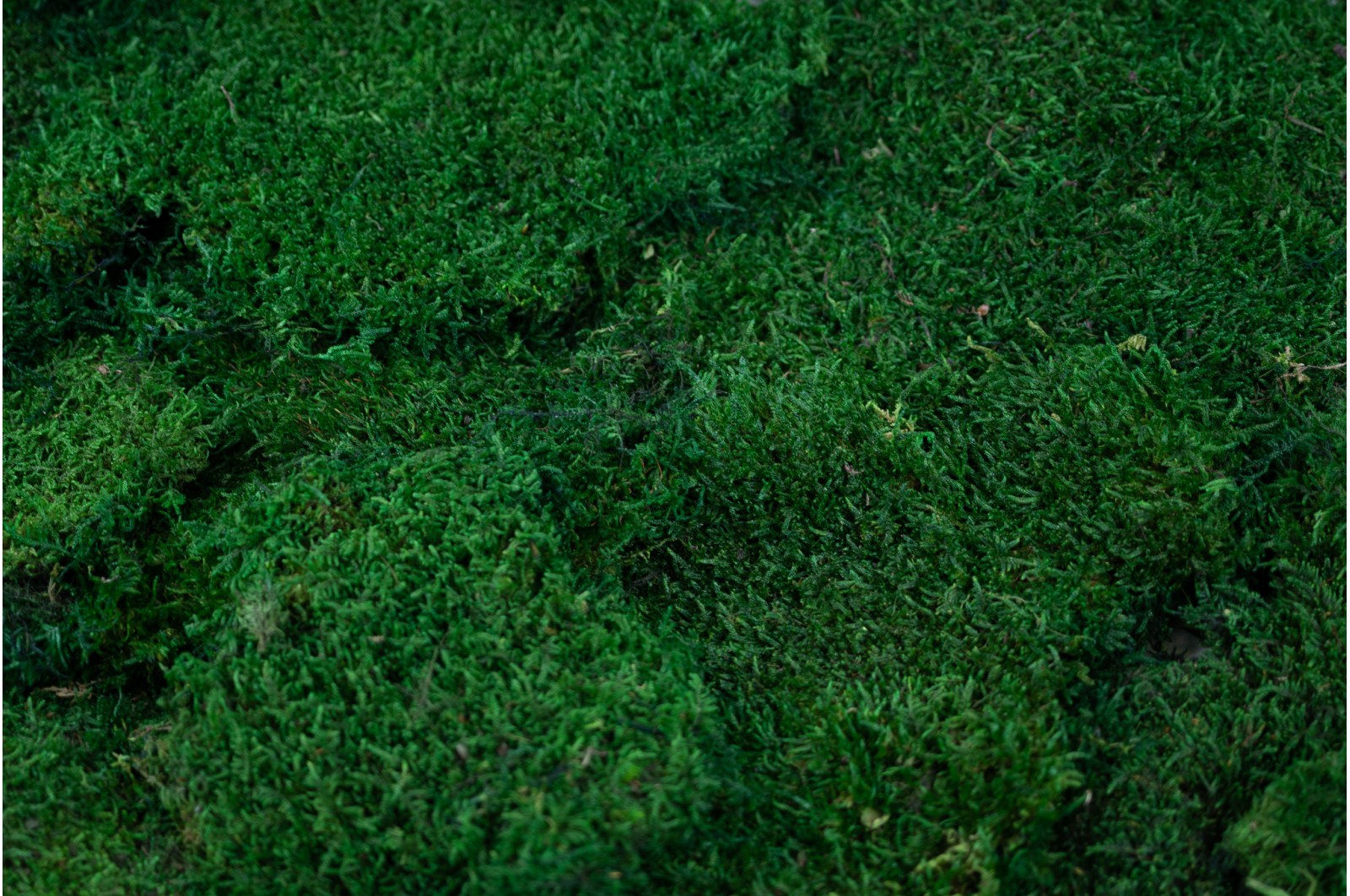 mousse stabilisée plate décoration murale bureau moderne
mousse stabilisée boule relief acoustique salle réunion
mousse stabilisée lichen colorée aménagement intérieur design
mousse stabilisée verte naturelle tableau végétal premium
mousse stabilisée sans entretien décoration professionnelle