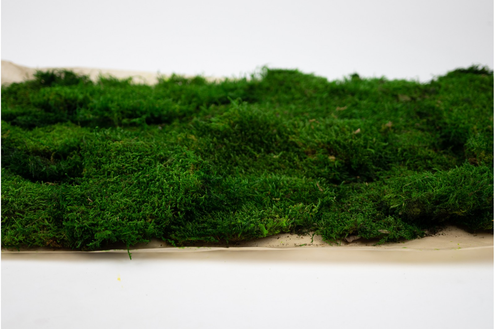 mousse stabilisée plate décoration murale bureau moderne
mousse stabilisée boule relief acoustique salle réunion
mousse stabilisée lichen colorée aménagement intérieur design
mousse stabilisée verte naturelle tableau végétal premium
mousse stabilisée sans entretien décoration professionnelle