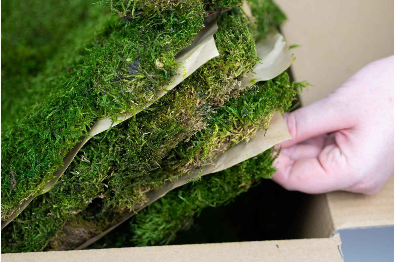 mousse stabilisée plate décoration murale bureau moderne
mousse stabilisée boule relief acoustique salle réunion
mousse stabilisée lichen colorée aménagement intérieur design
mousse stabilisée verte naturelle tableau végétal premium
mousse stabilisée sans entretien décoration professionnelle