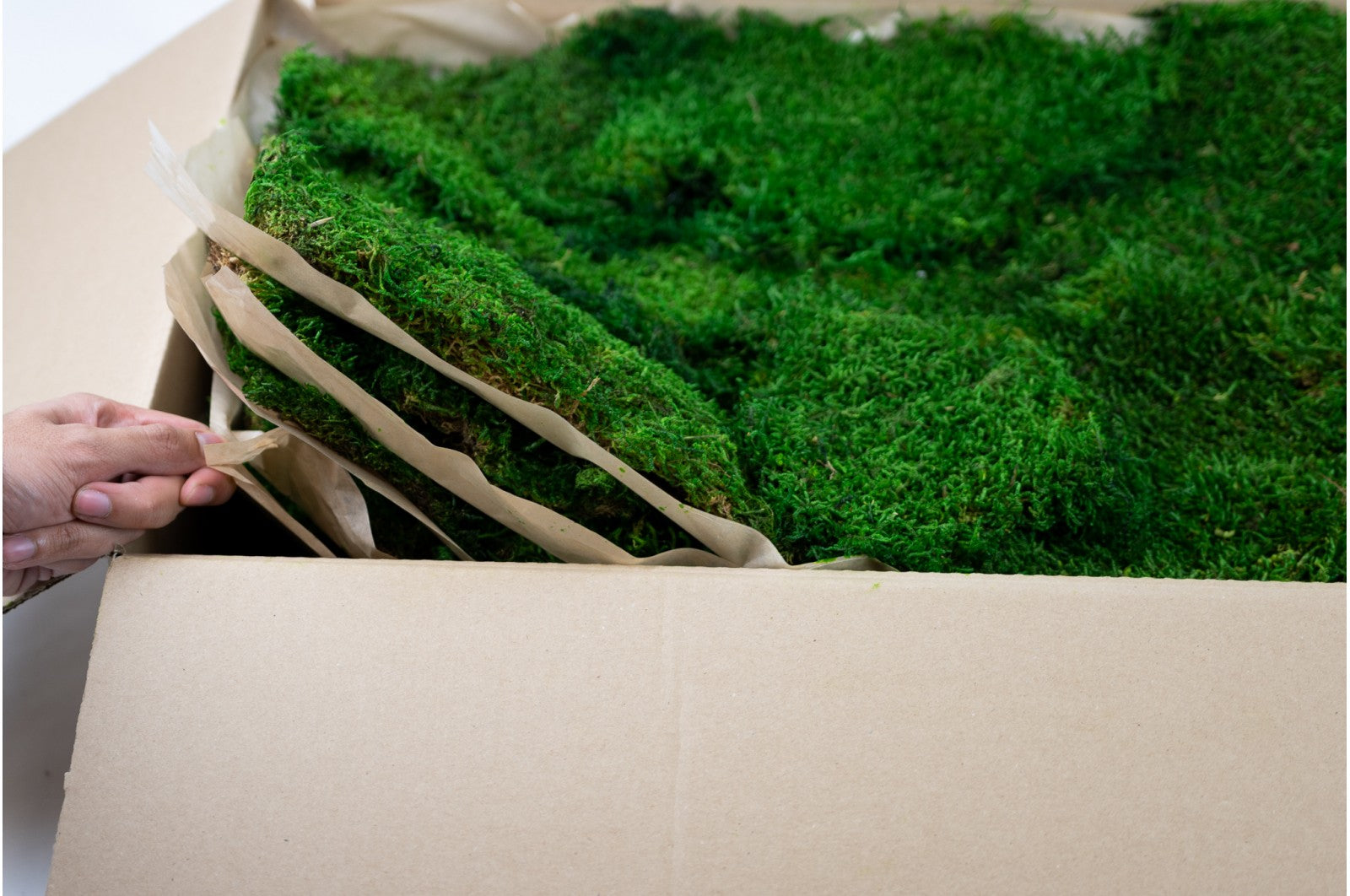 mousse stabilisée plate décoration murale bureau moderne
mousse stabilisée boule relief acoustique salle réunion
mousse stabilisée lichen colorée aménagement intérieur design
mousse stabilisée verte naturelle tableau végétal premium
mousse stabilisée sans entretien décoration professionnelle