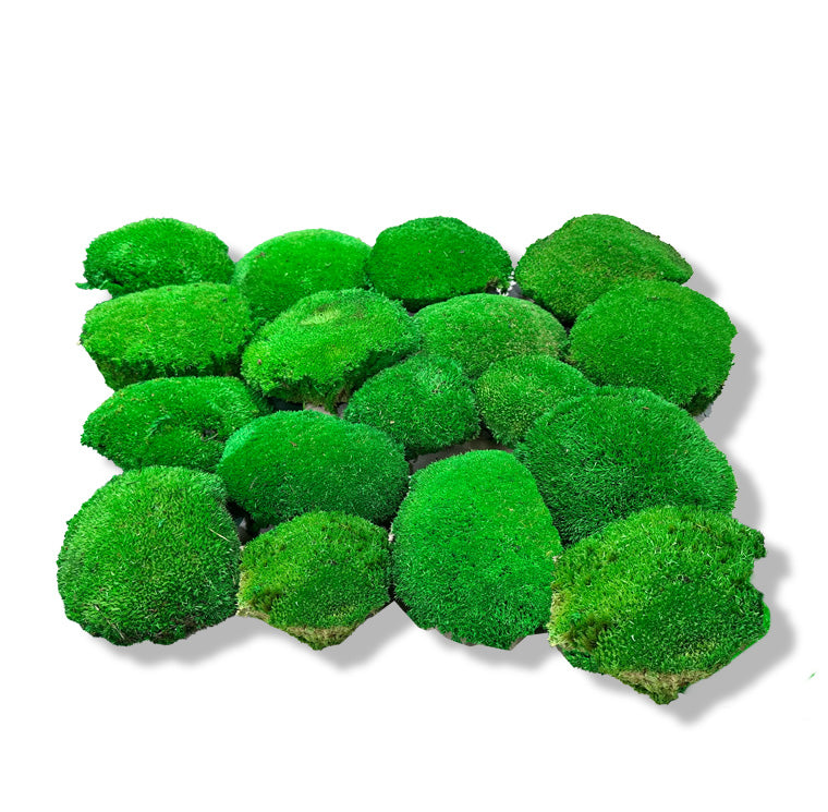 mousse stabilisée plate décoration murale bureau moderne
mousse stabilisée boule relief acoustique salle réunion
mousse stabilisée lichen colorée aménagement intérieur design
mousse stabilisée verte naturelle tableau végétal premium
mousse stabilisée sans entretien décoration professionnelle