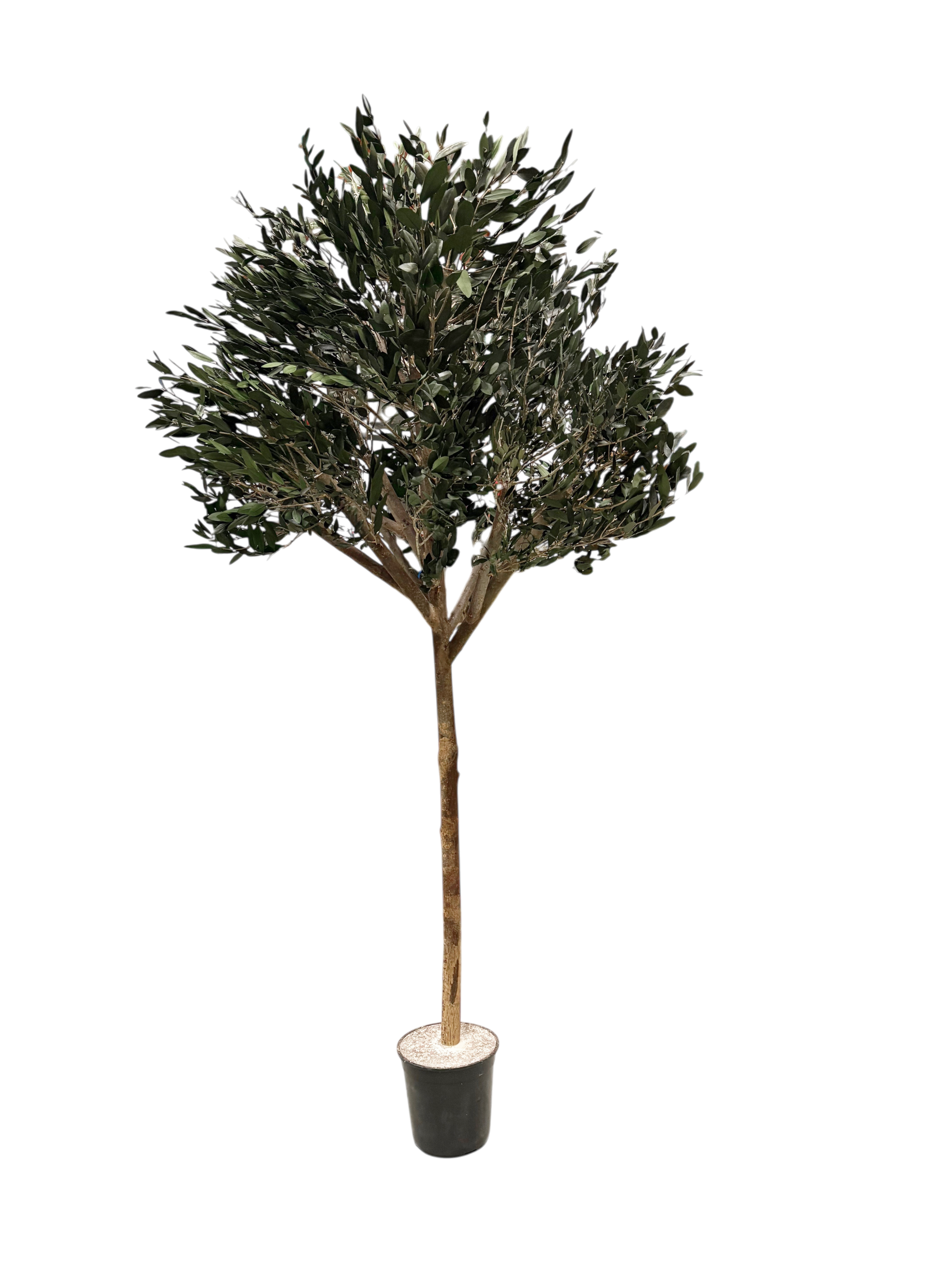 Arbre olivier large naturel stabilisé | Sans entretien | Naturall Green"