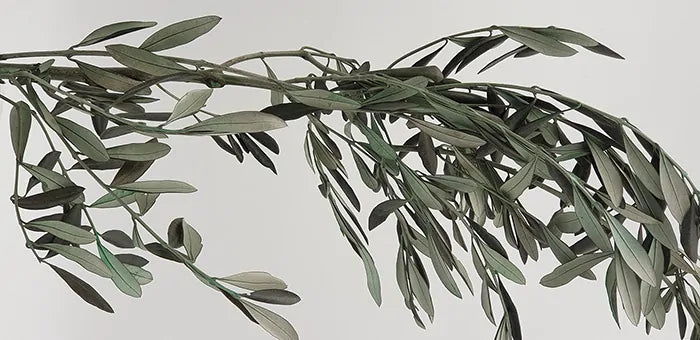 Olivier provençal stabilisé naturel 200 cm - arbre méditerranéen authentique feuilles vert argenté - décoration intérieure élégante zen - plante stabilisée durable sans arrosage lumière - ambiance sud France