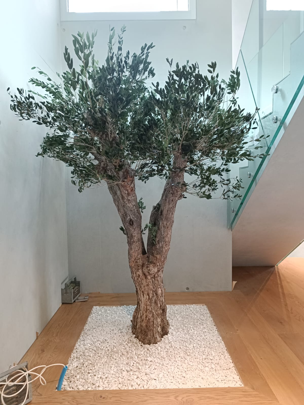 Arbre olivier stabilisé installé intérieur professionnel - hauteur 200 cm tronc naturel feuillage dense - décoration végétale méditerranéenne haut gamme - plante stabilisée sans entretien restaurant hôtel spa