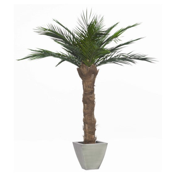 Palmier Stabilisé Phoenix Tronc | Plante Naturelle