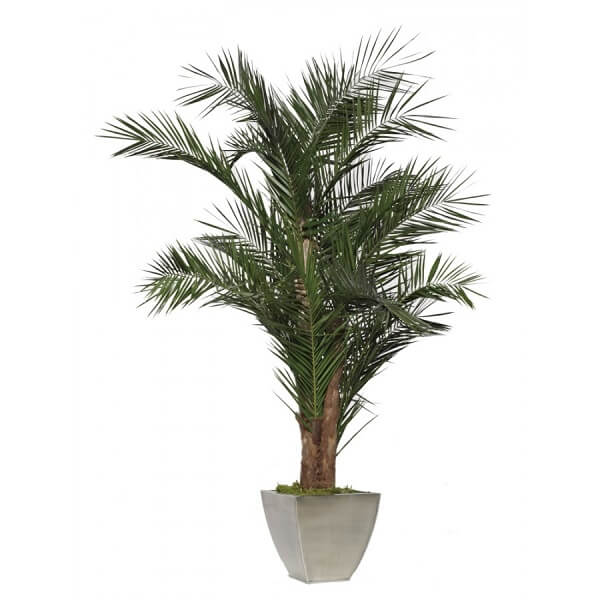 Palmier naturel stabilisé Yuruguano