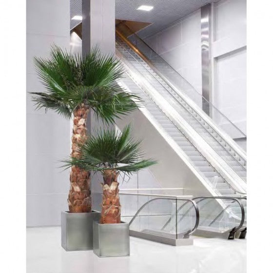 arbre stabilisé intérieur hall accueil entreprise design
arbre artificiel bureau sans entretien décoration végétale
arbre stabilisé eucalyptus restaurant aménagement naturel
grand arbre stabilisé showroom décoration intérieure luxe
arbre stabilisé sur mesure espace professionnel moderne
palmier stabilise