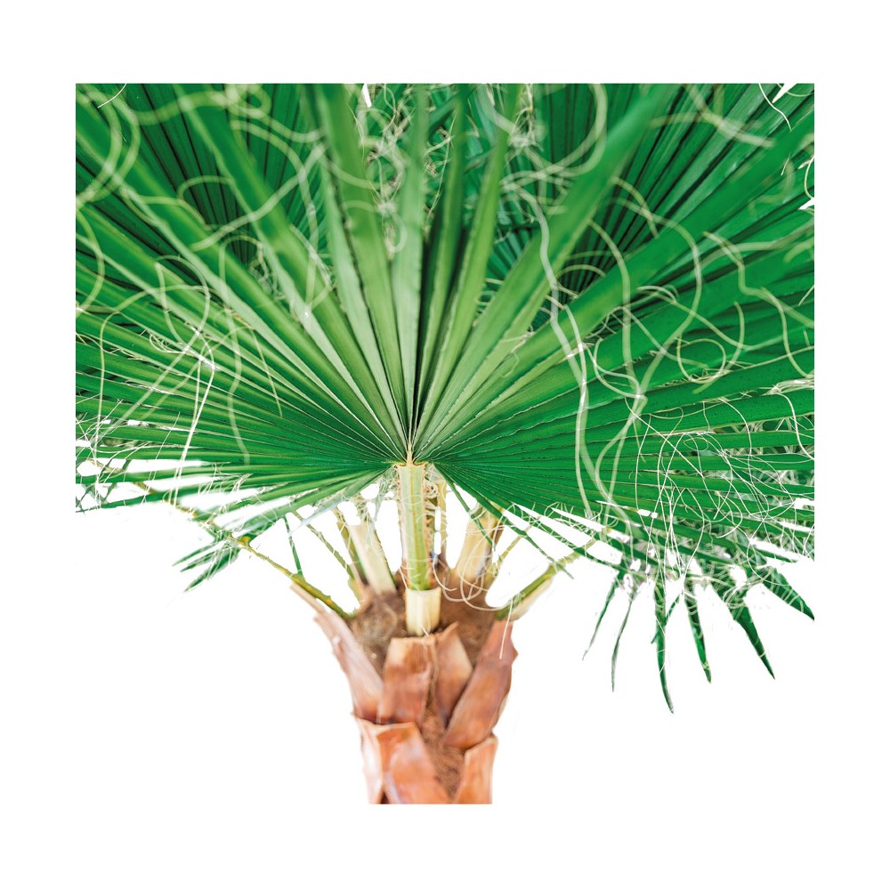 arbre stabilisé intérieur hall accueil entreprise design
arbre artificiel bureau sans entretien décoration végétale
arbre stabilisé eucalyptus restaurant aménagement naturel
grand arbre stabilisé showroom décoration intérieure luxe
arbre stabilisé sur mesure espace professionnel moderne
palmier stabilise