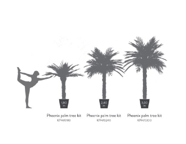 Palmier naturel stabilisé Phoenix tronc