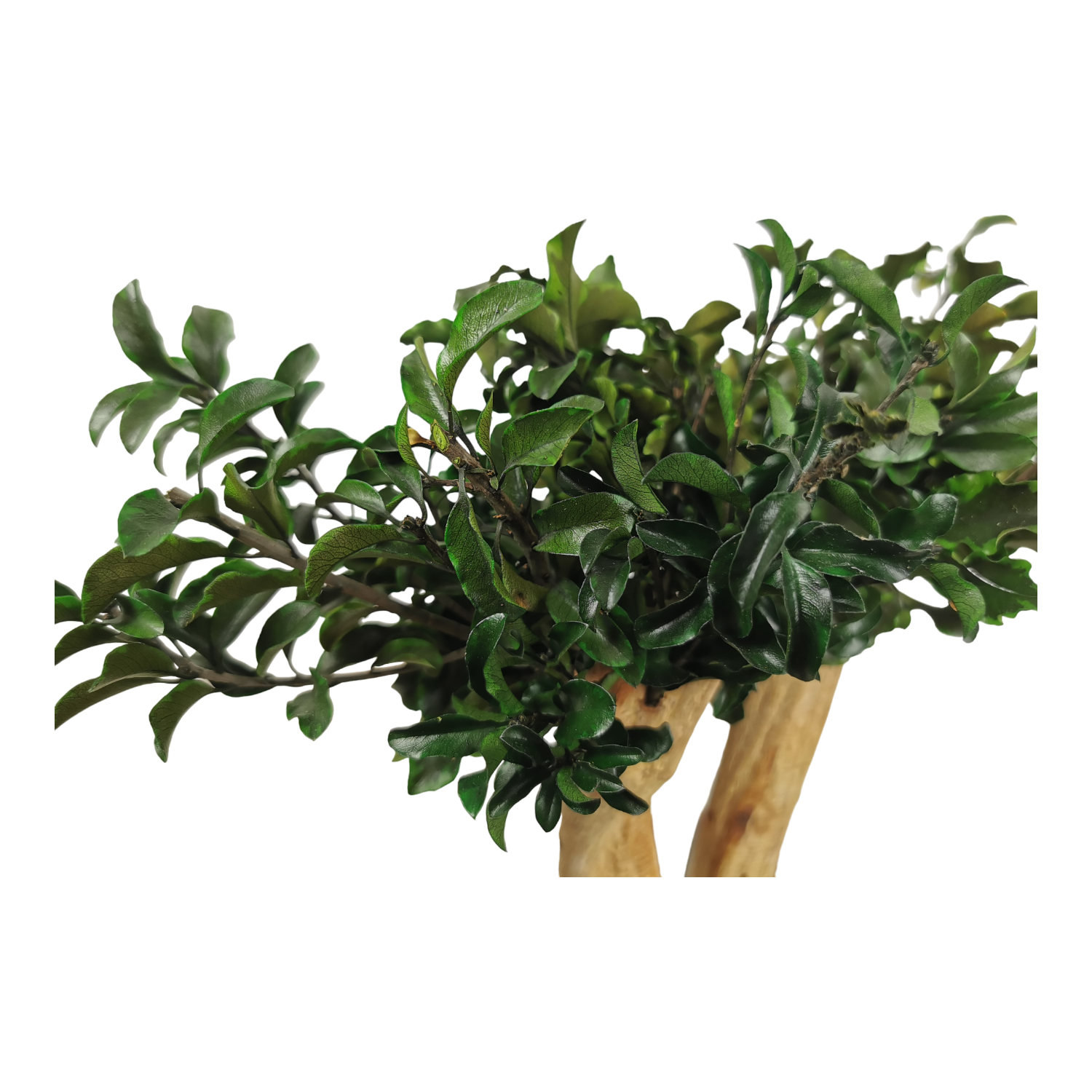 Bonsaï naturel stabilisé pittosporum
