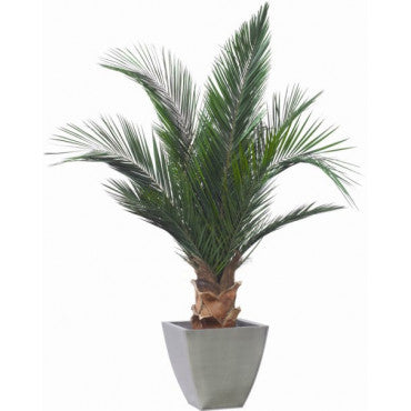 Palmier naturel stabilisé Phoenix agave