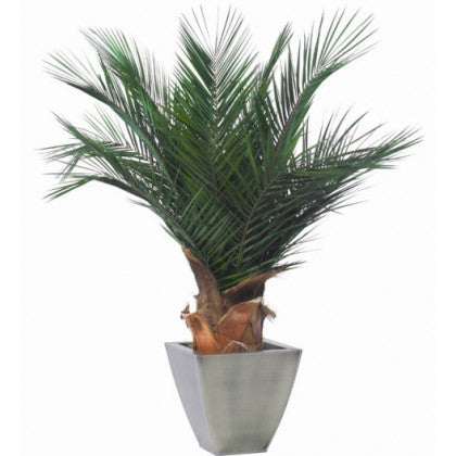 Palmier naturel stabilisé Phoenix agave