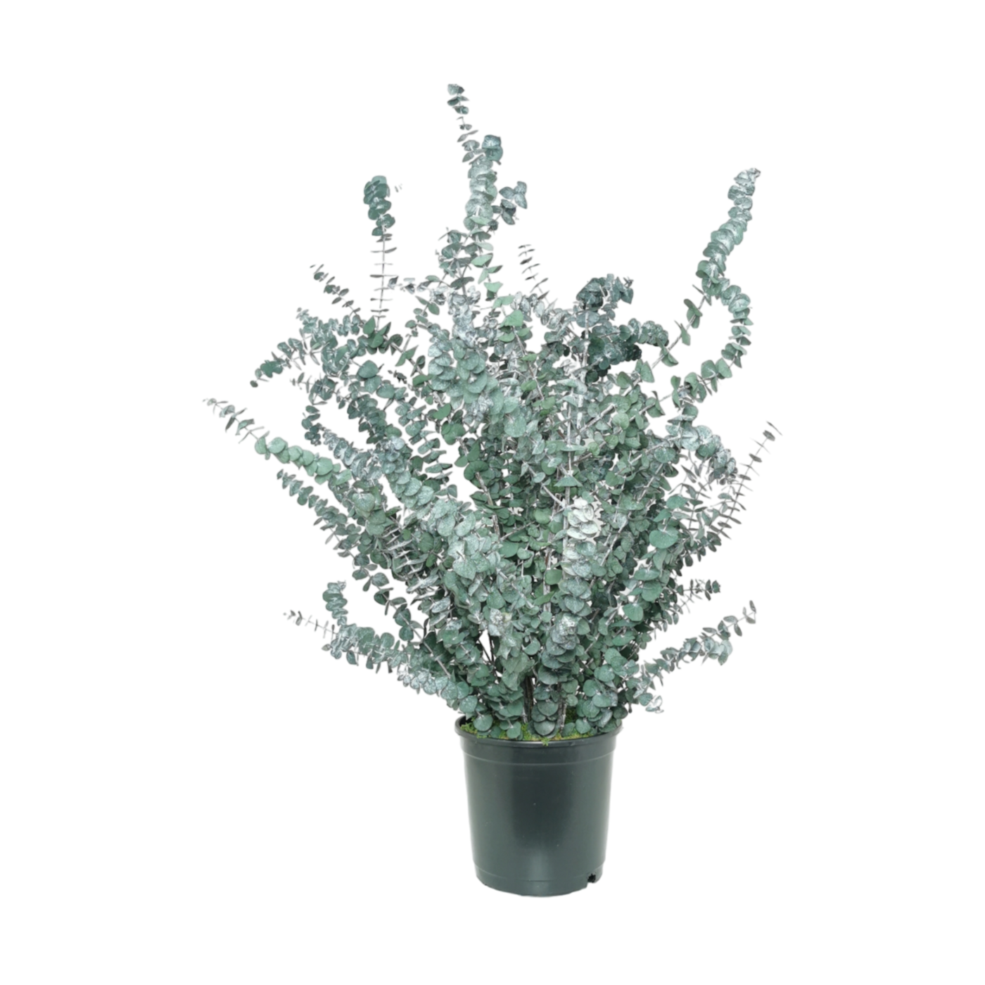 Plante naturelle stabilisée Eucalyptus Baby blue 70 cm