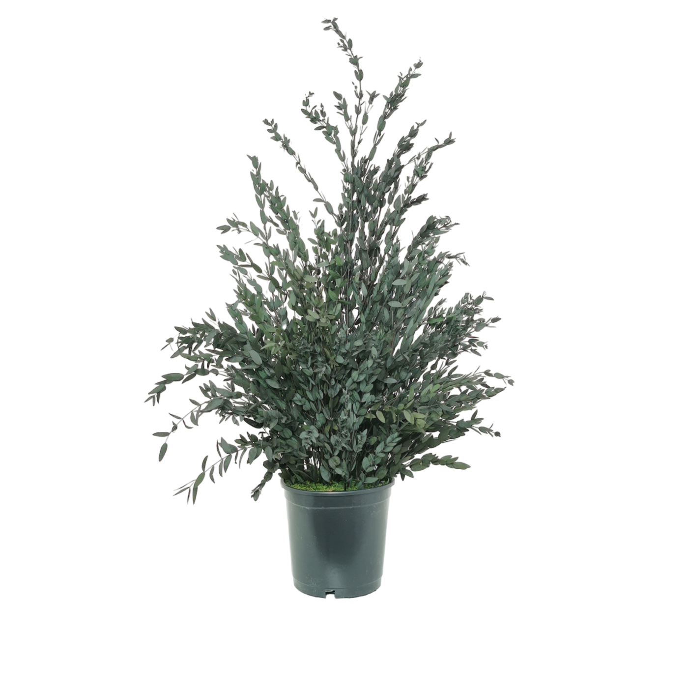 Plante naturelle stabilisée Eucalyptus Parvifolia 70 cm
