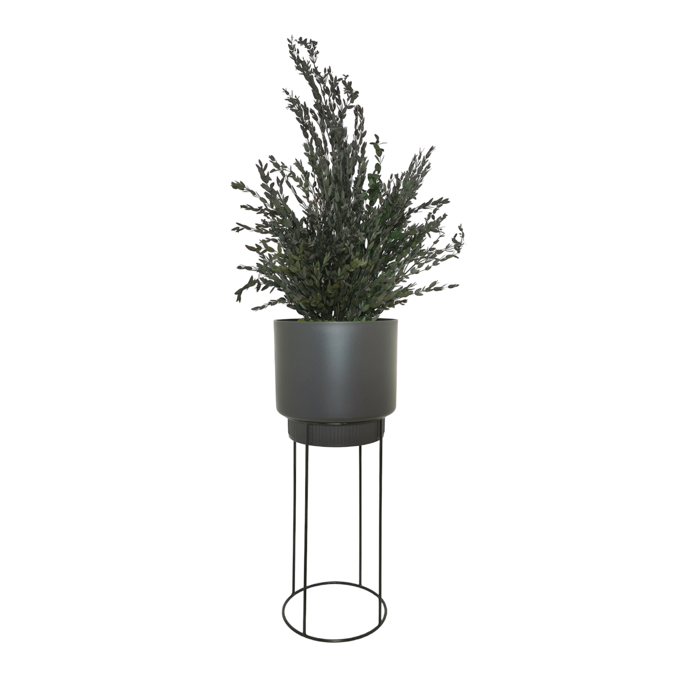 Plante naturelle stabilisée Eucalyptus Parvifolia 70 cm