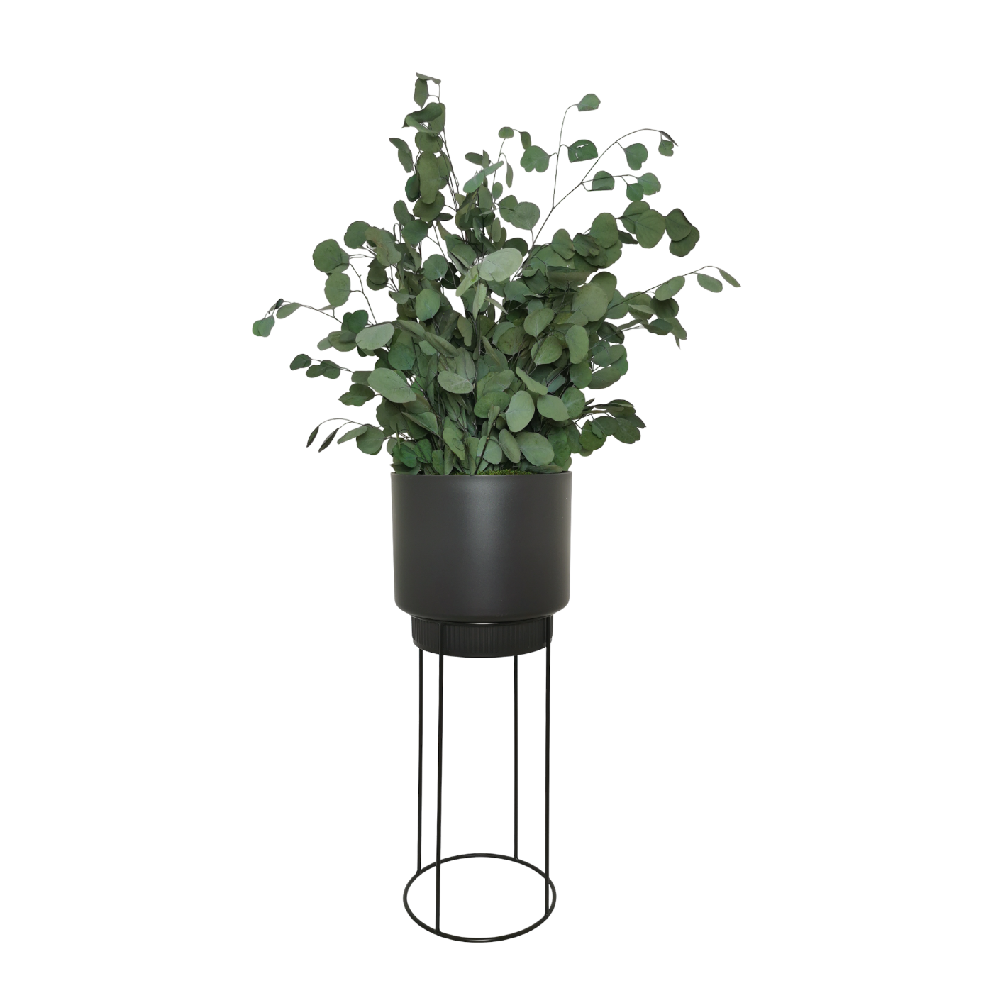 Plante naturelle stabilisée Eucalyptus Populus 70 cm