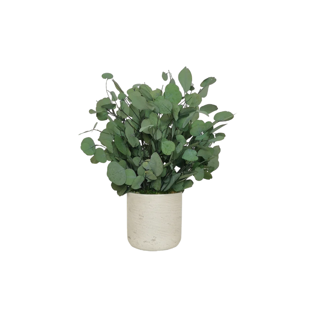 Composition Eucalyptus Populus 45 cm | Stabilis | Naturall Green