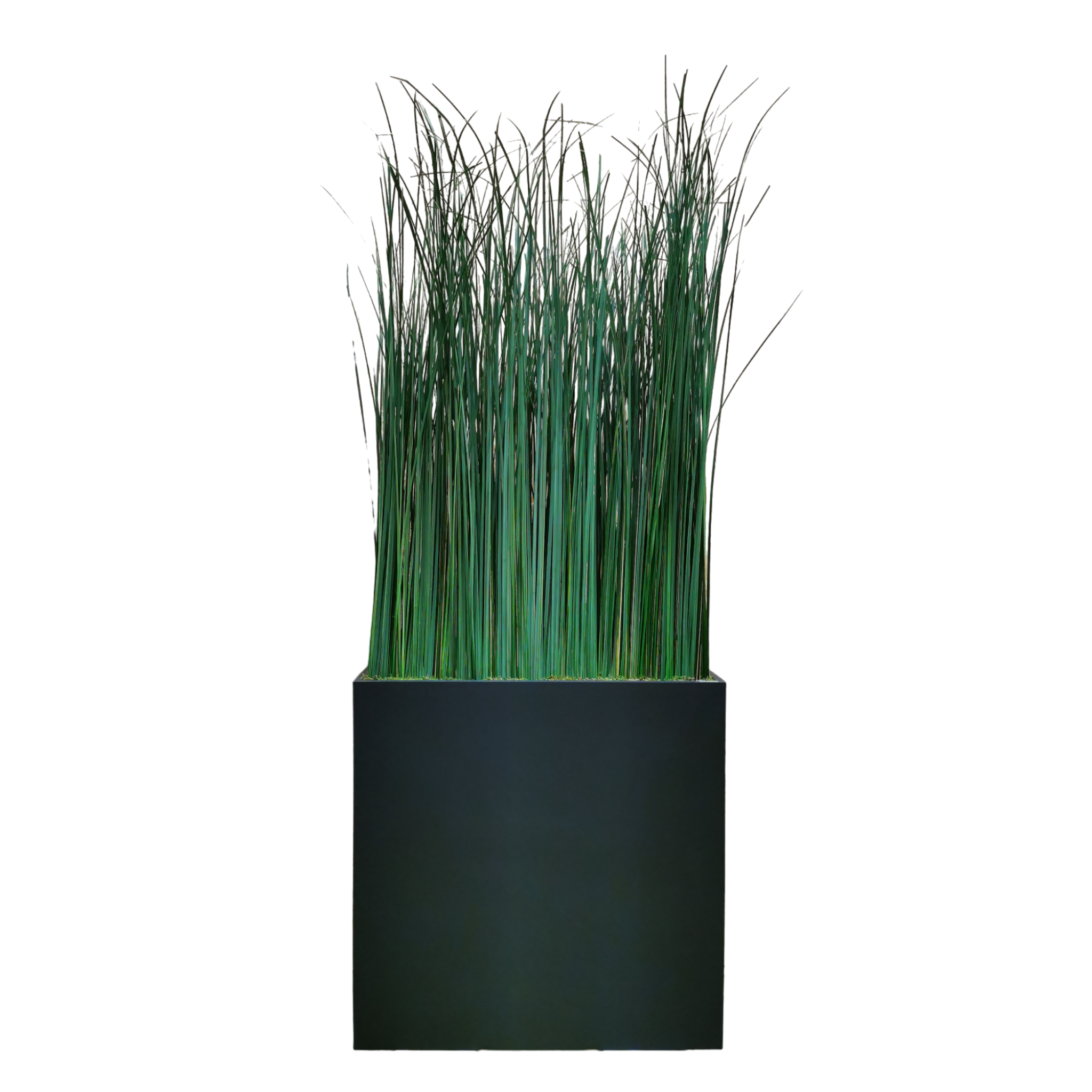Séparation végétal plante stabilisée Gynerium