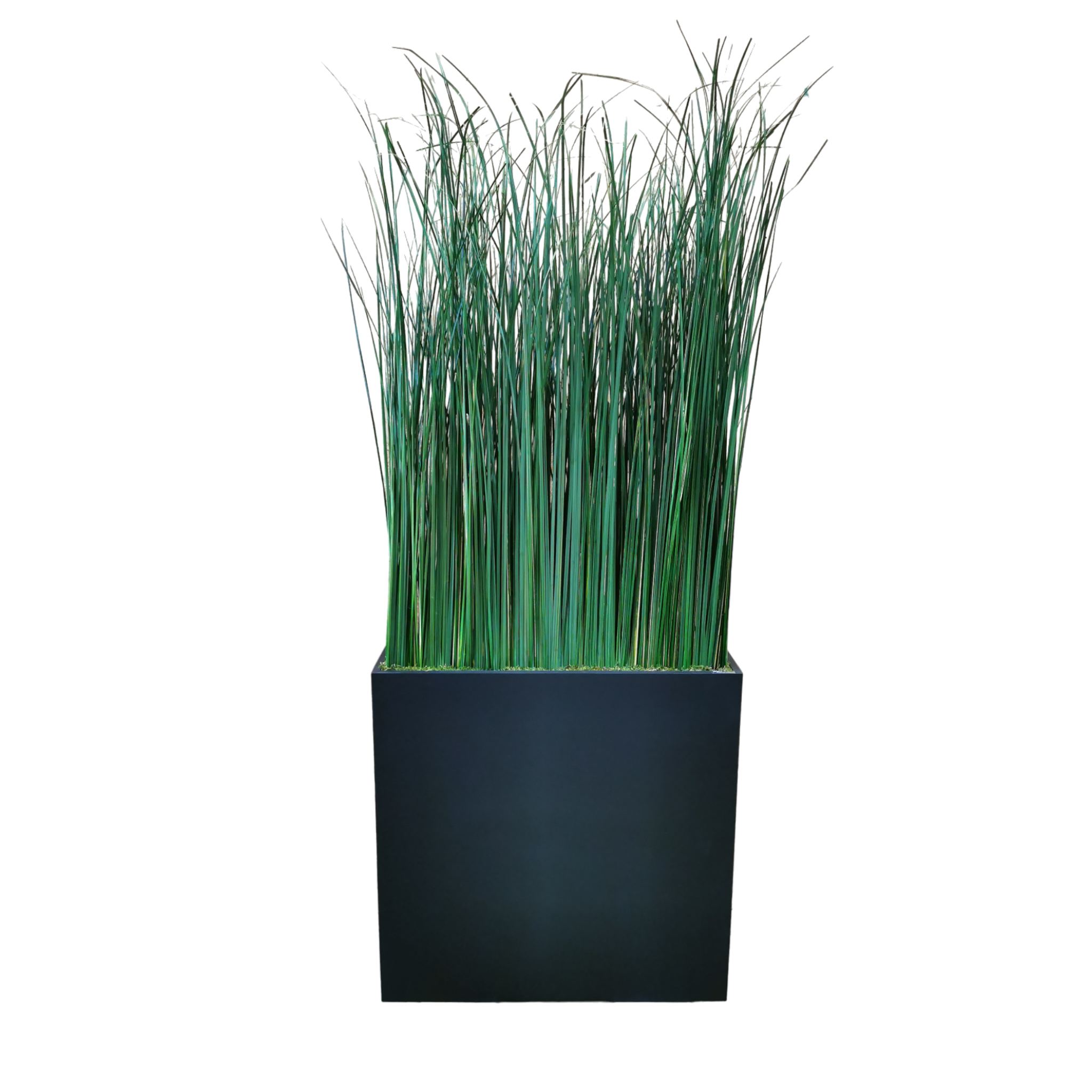 Séparation végétal plante stabilisée Gynerium