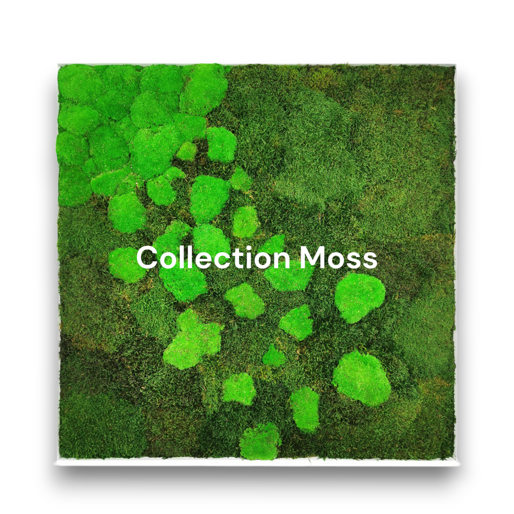 Tableau végétal stabilisé sur mesure collection Moss - mousses plates boules vertes naturelles - format personnalisable carré rectangle rond - mur végétal moderne épuré sans eau lumière
