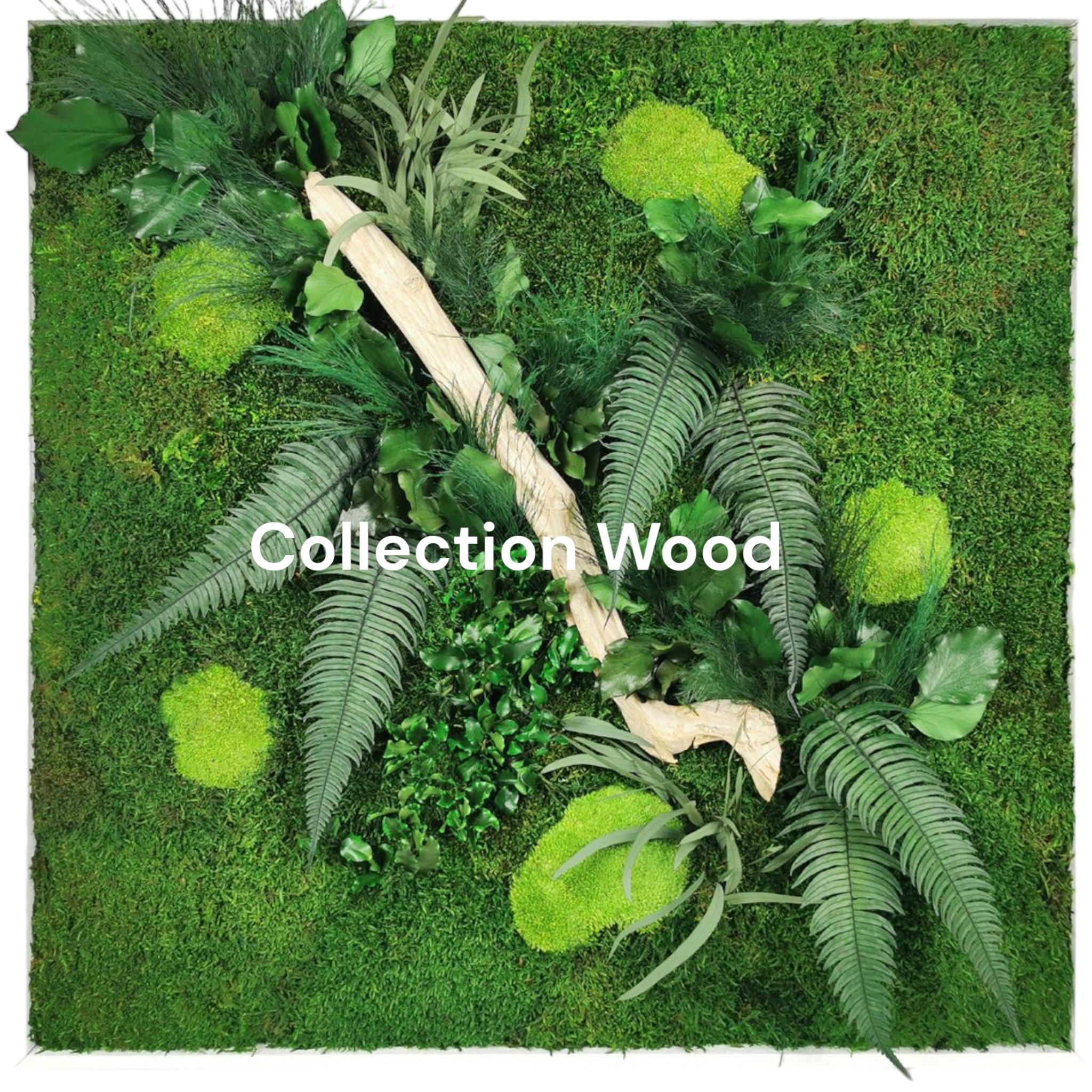 Tableau végétal stabilisé sur mesure collection Wood - bois flotté fougères eucalyptus pittosporum - dimensions personnalisables - décoration végétale authentique naturelle sans entretien France