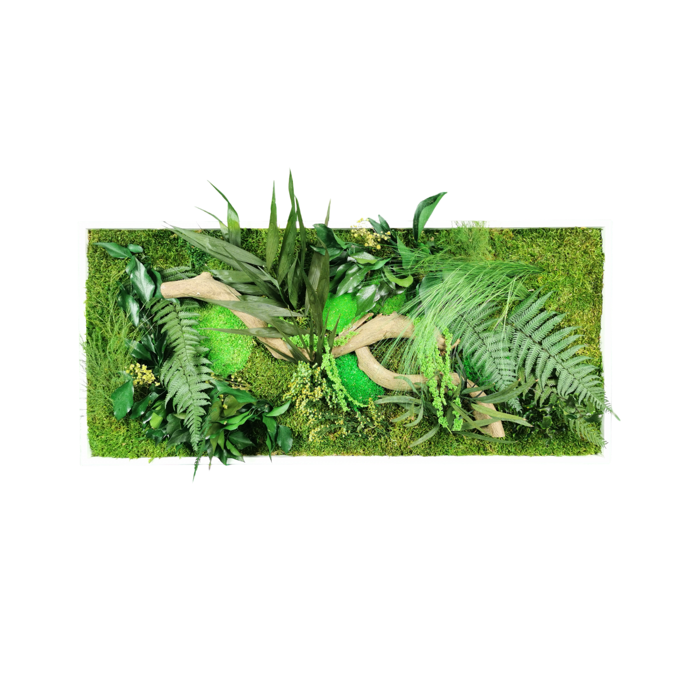 Natürlich stabilisiertes Pflanzenbild Jungle 34x74