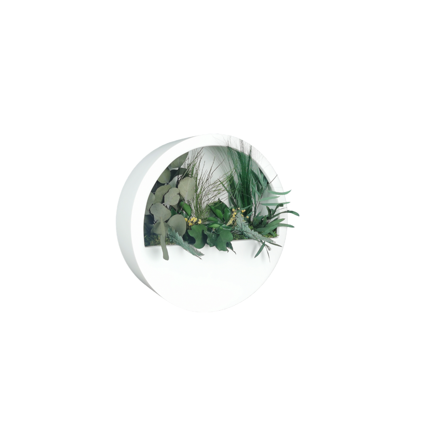 Tableau végétal naturel stabilisé Blanc demi-rond 30 Série Limitée