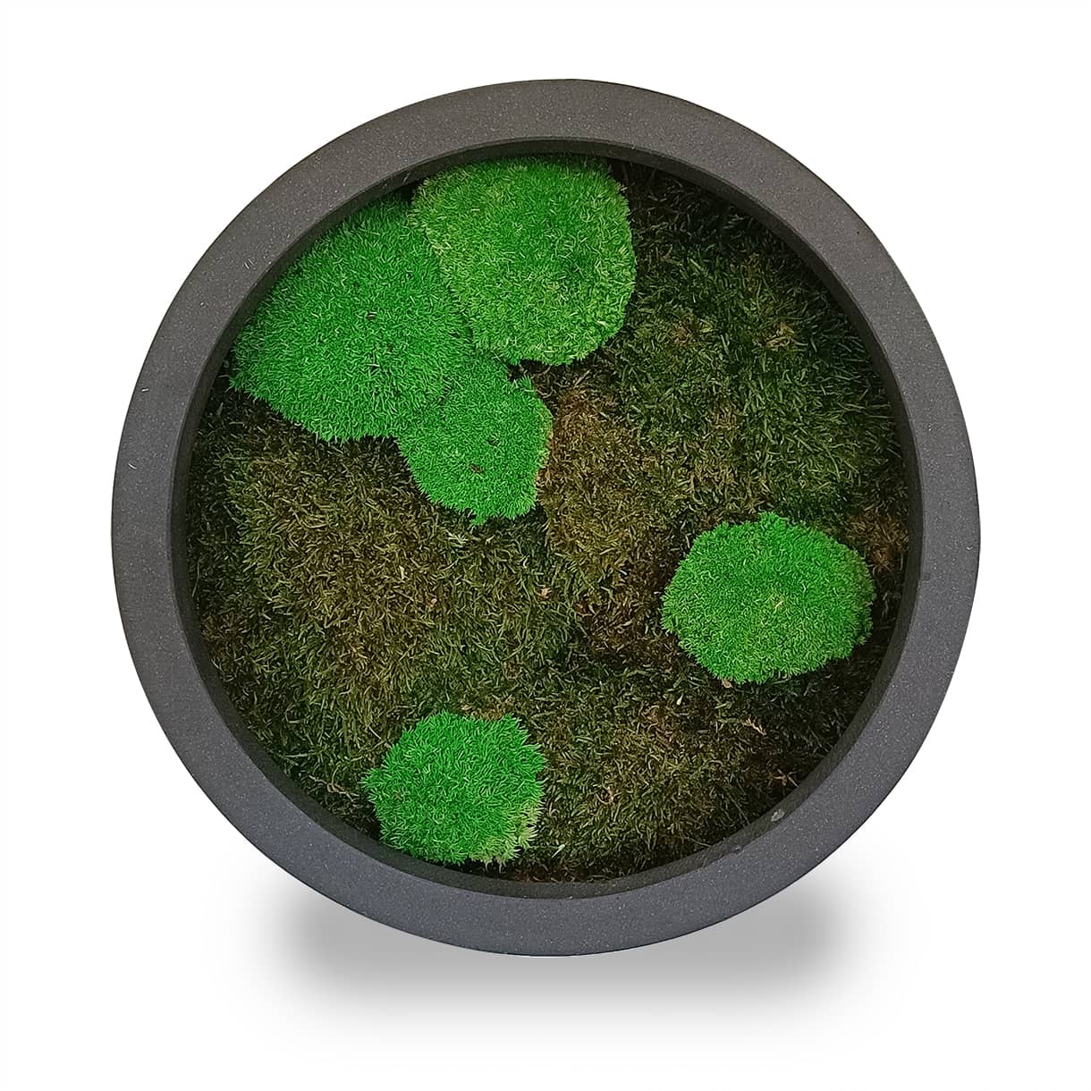Tableau végétal naturel stabilisé rond Moss 30