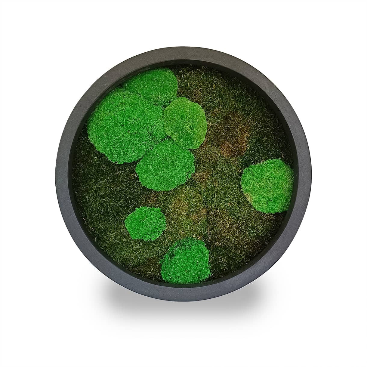Tableau végétal naturel stabilisé rond Moss 40