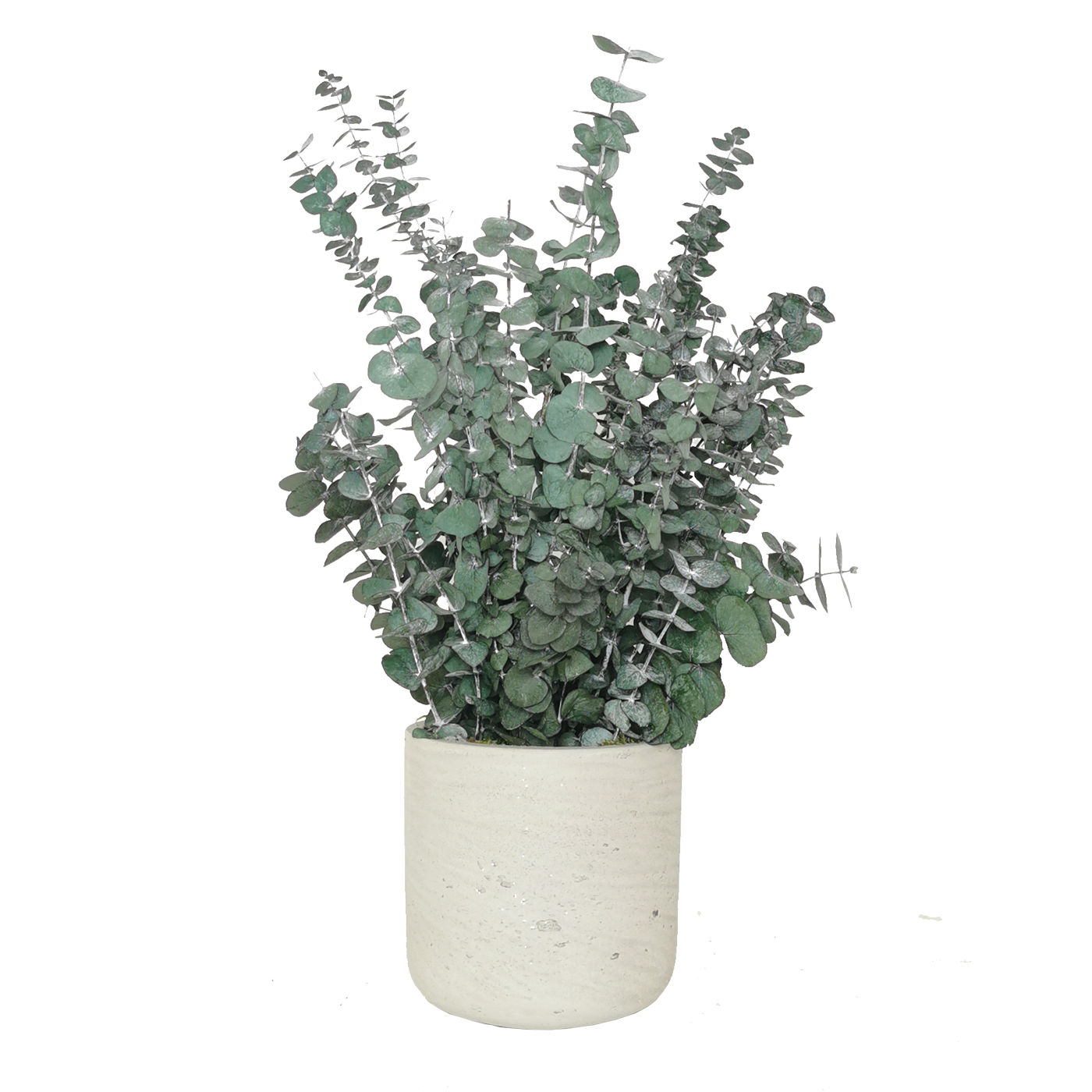 Plante naturelle stabilisée Eucalyptus Baby blue 30 cm