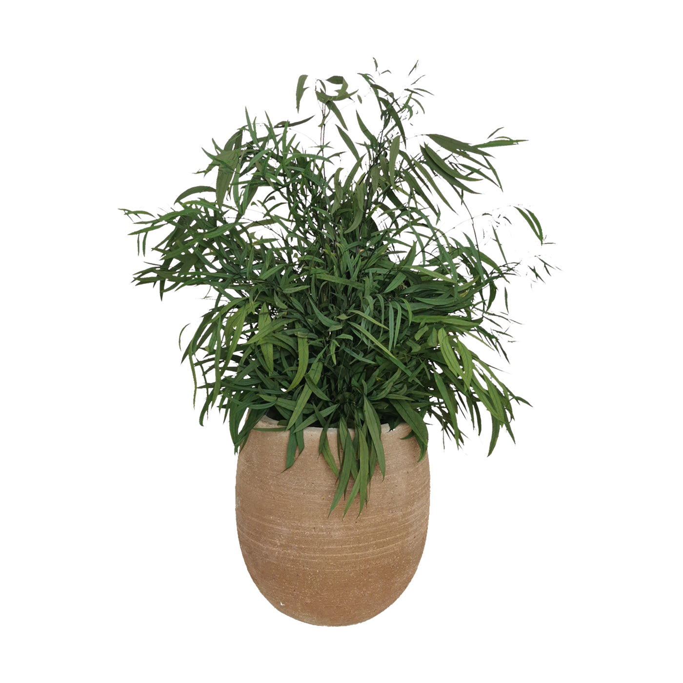 Plante naturelle stabilisée Eucalyptus Nicoly 70 cm