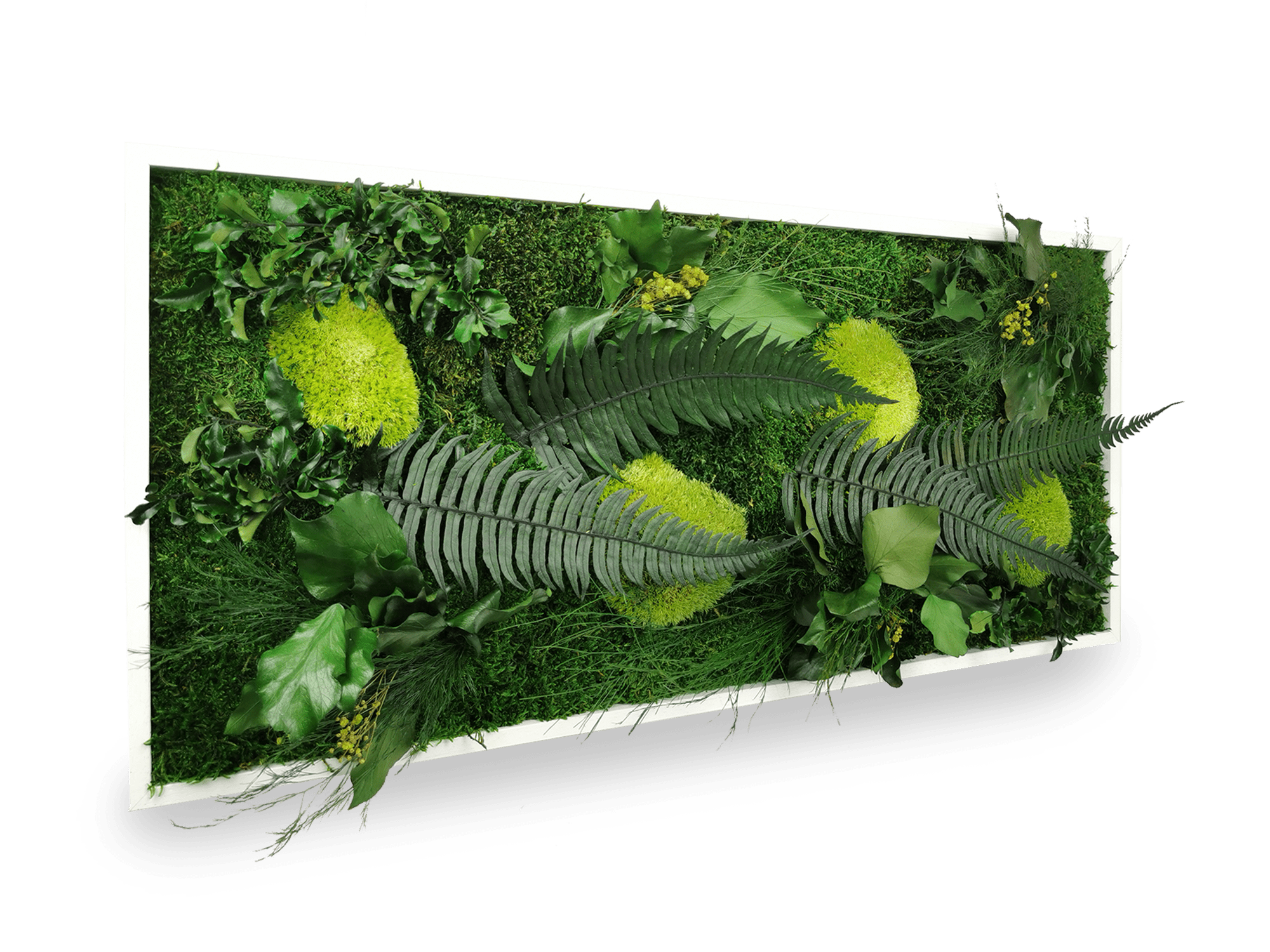 Tableau végétal naturel stabilisé Elegance 34x74 cm cadre blanc - composition mousses vertes acidulées fougères vert foncé lierres - jardin vertical intérieur sans eau lumière - fabrication française