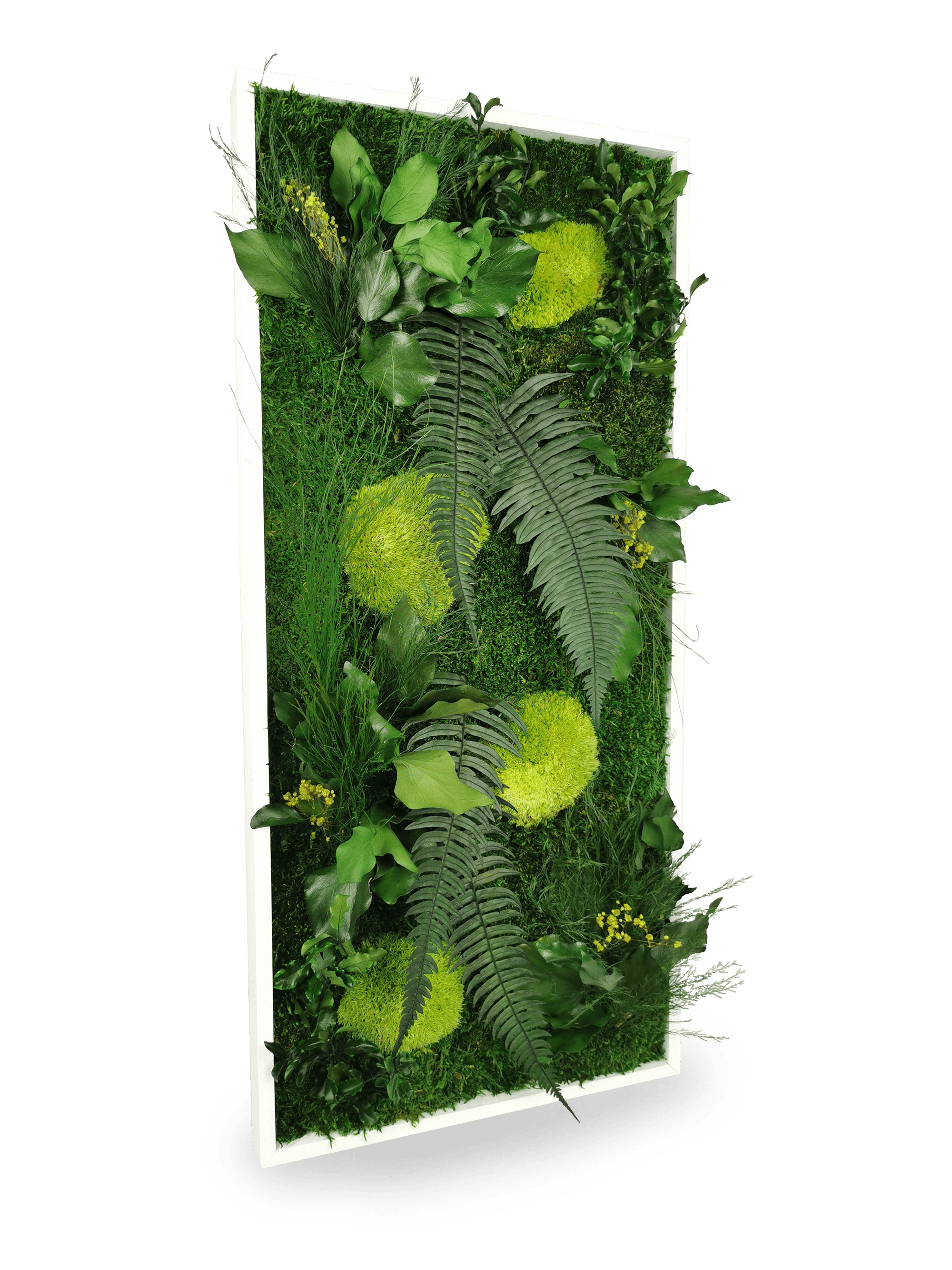 Vue rapprochée tableau végétal stabilisé Elegance 34x74 cm - composition végétale mousses fougères lierres naturels - ambiance forêt sous-bois zen apaisant - décoration écologique durable France