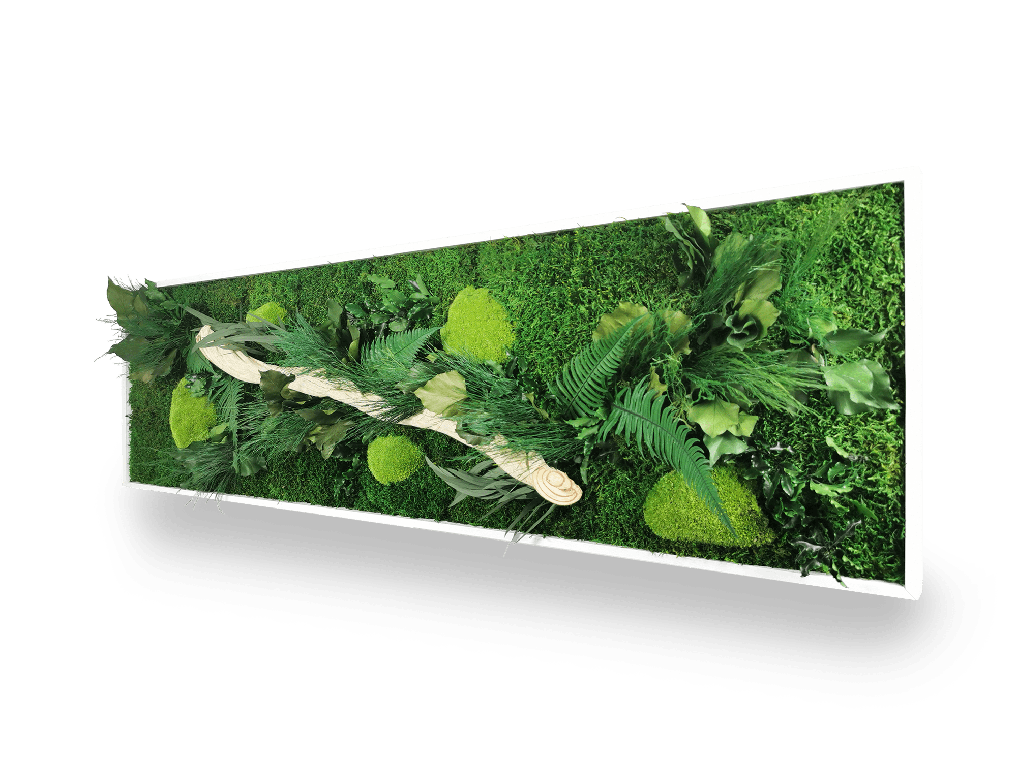 Vue rapprochée tableau végétal stabilisé Wood 40x140 cm - bois flotté pièce maîtresse feuillages verts pittosporum eucalyptus - écrin mousses naturelles - décoration murale végétale authentique méditerranéenne