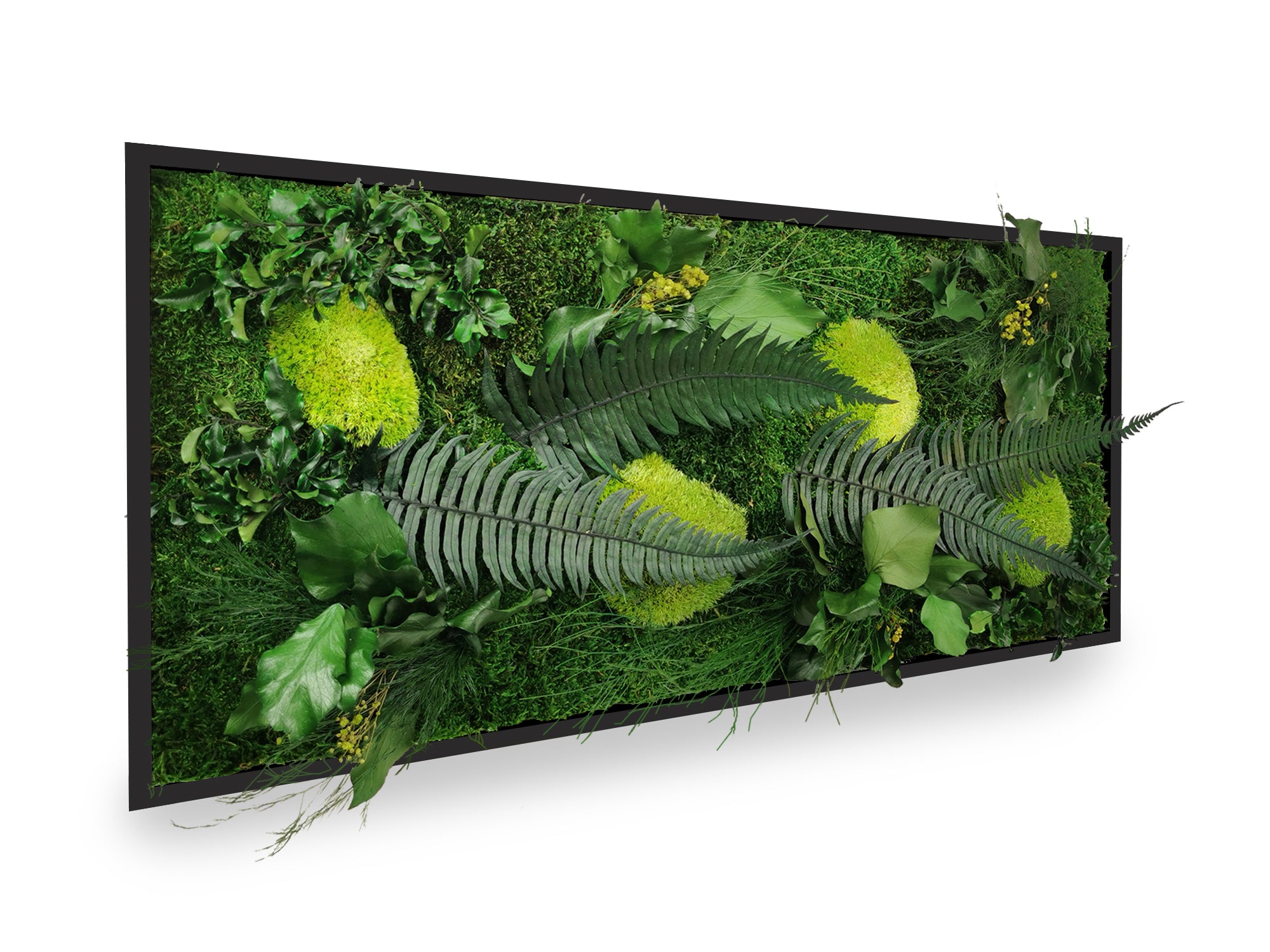 Tableau végétal stabilisé Elegance 34x74 cm cadre noir mat moderne - mousses vertes fougères lierres gypsophile naturels - mur végétal design contemporain industriel - décoration tendance sans entretien