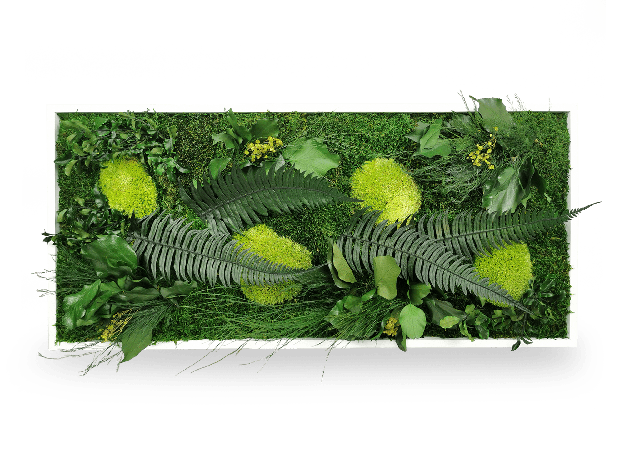 Gros plan détail tableau végétal Elegance 34x74 cm - texture mousses boules plates relief 3D fougères naturelles gypsophile rose - plantes stabilisées préservées durables 10 ans sans entretien