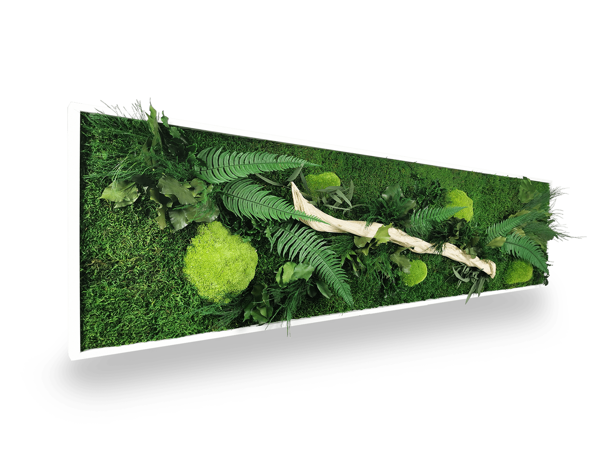 Tableau végétal stabilisé Wood 40x140 cm cadre blanc - bois flotté naturel fougères eucalyptus pittosporum lierres - composition végétale authentique méditerranéenne - mur végétal sans entretien arrosage fabrication française