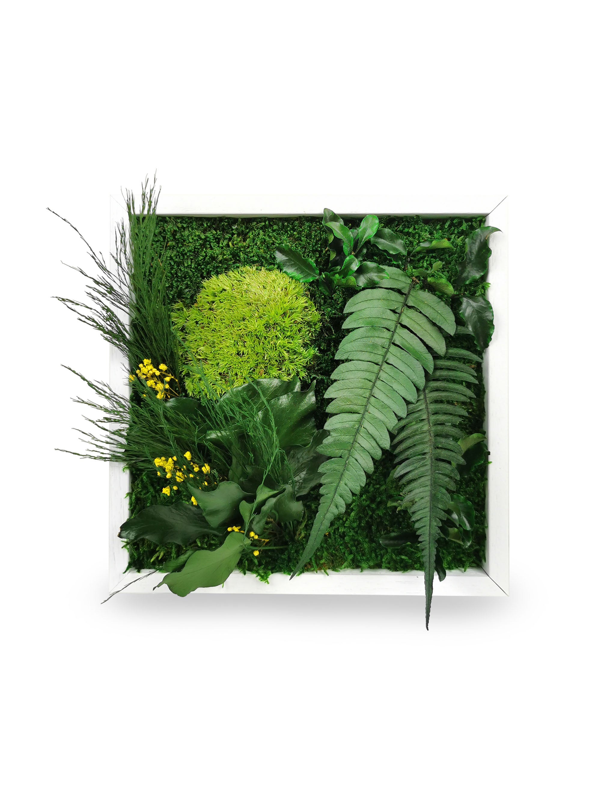 Tableau végétal naturel stabilisé Elegance 22x22