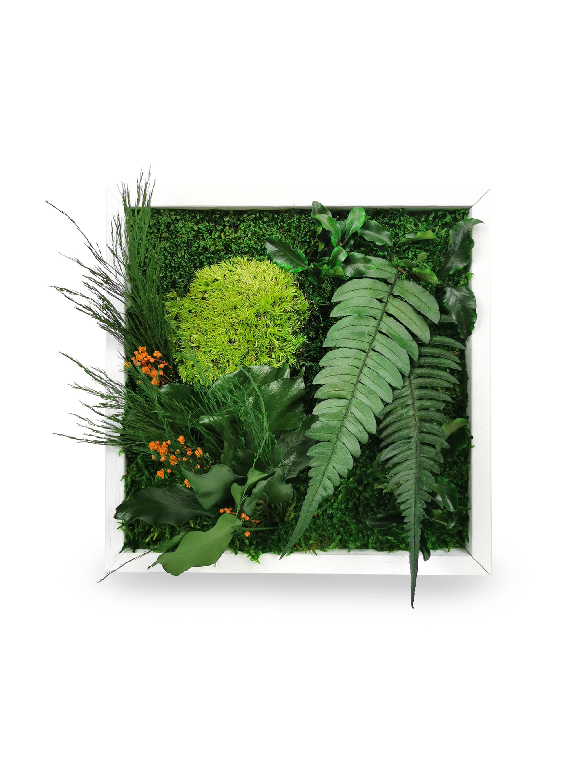 Tableau végétal naturel stabilisé Elegance 22x22