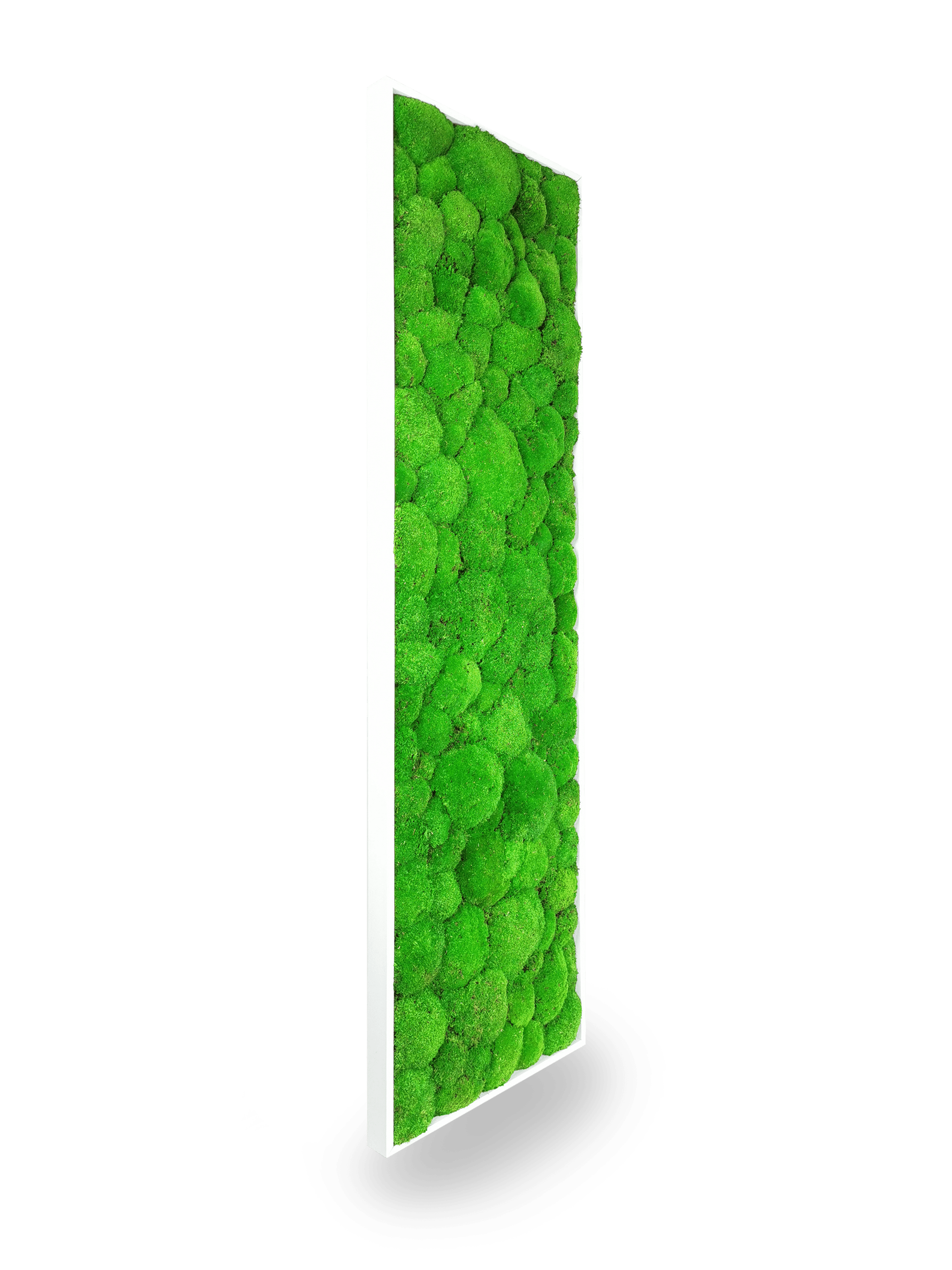 Installation tableau végétal stabilisé Sphere 40x140 cm mur blanc - format rectangulaire vertical XXL grand - jardin vertical intérieur tendance moderne - décoration murale végétale premium haut gamme