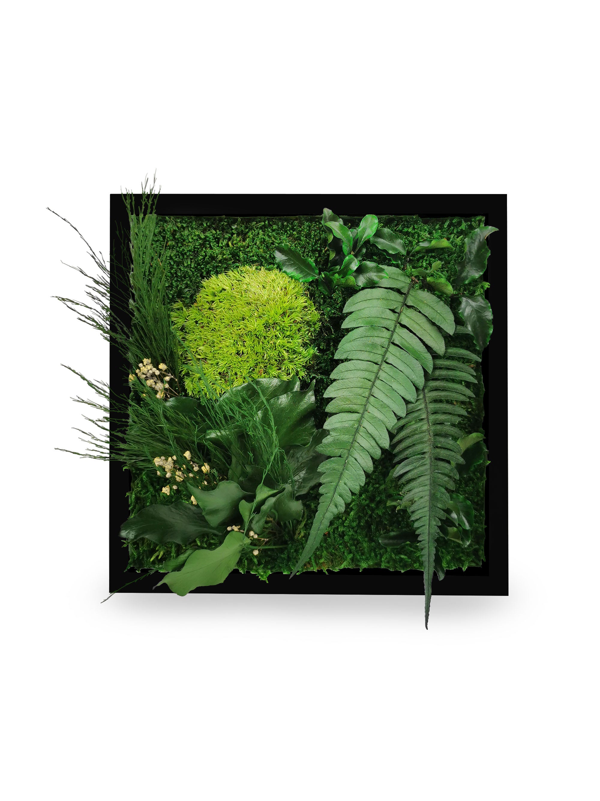 Tableau végétal naturel stabilisé Elegance 22x22