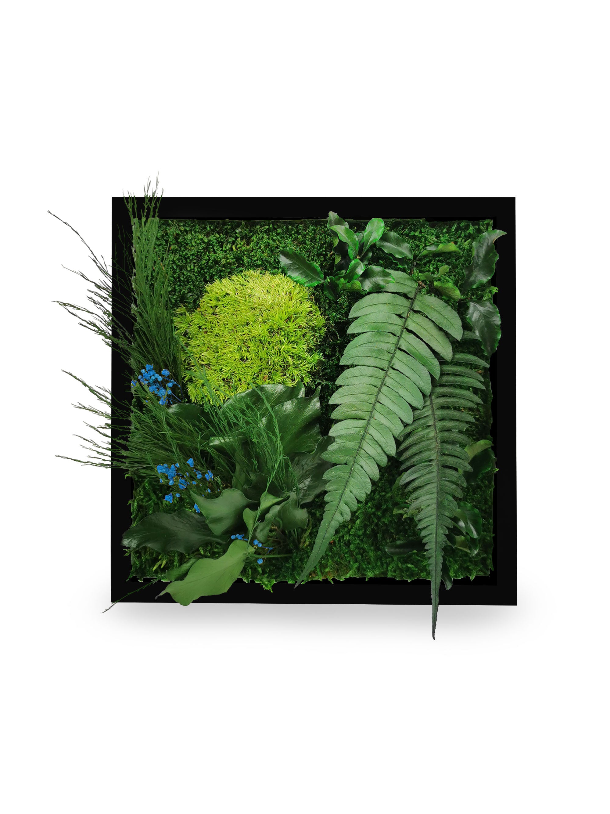 Tableau végétal naturel stabilisé Elegance 22x22