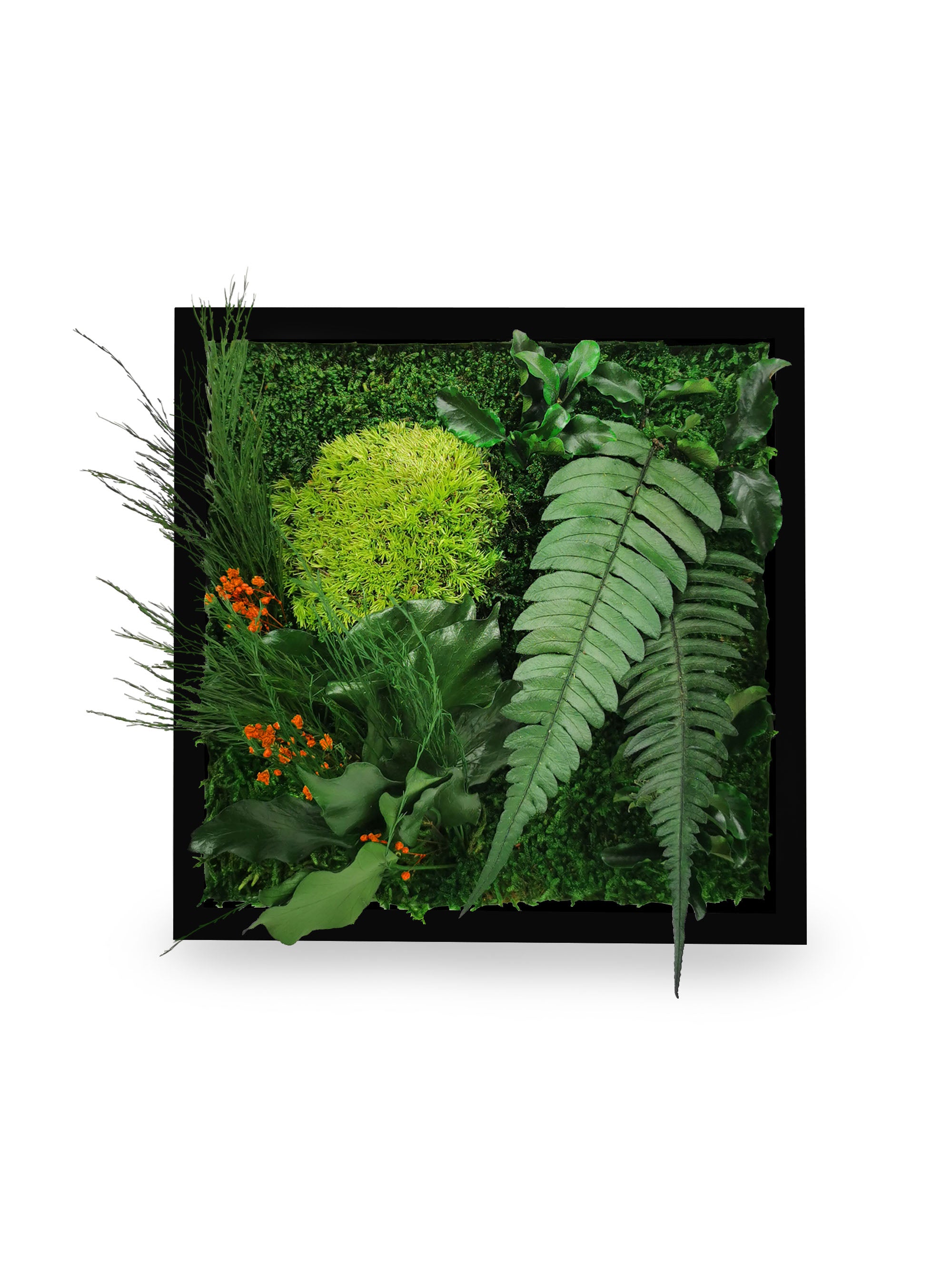 Tableau végétal naturel stabilisé Elegance 22x22