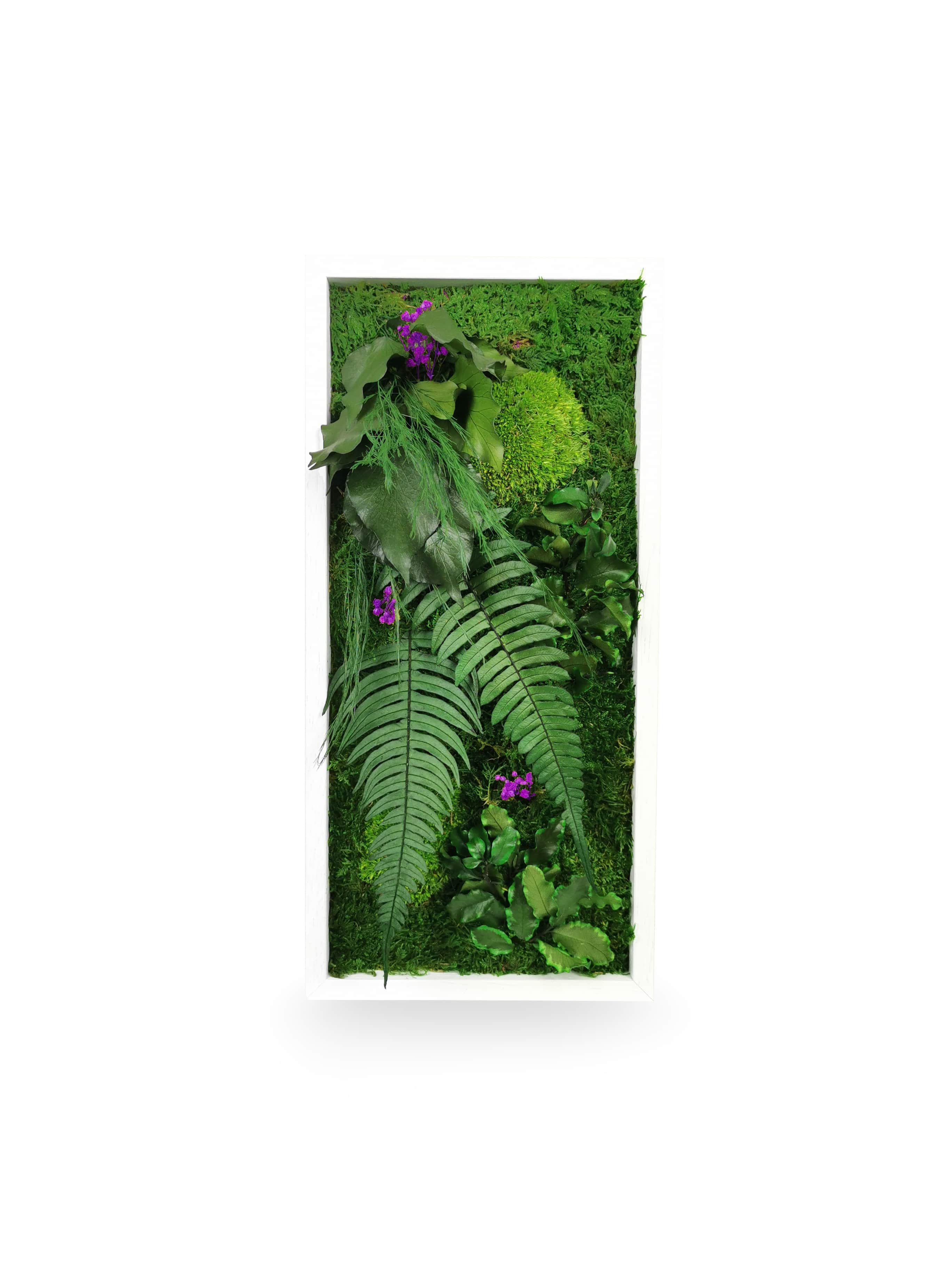 Tableau végétal stabilisé Elegance 18x38 cm cadre noir variante violet mauve - mousses violettes noires fougères petit format étroit - composition végétale originale colorée - décoration murale tendance