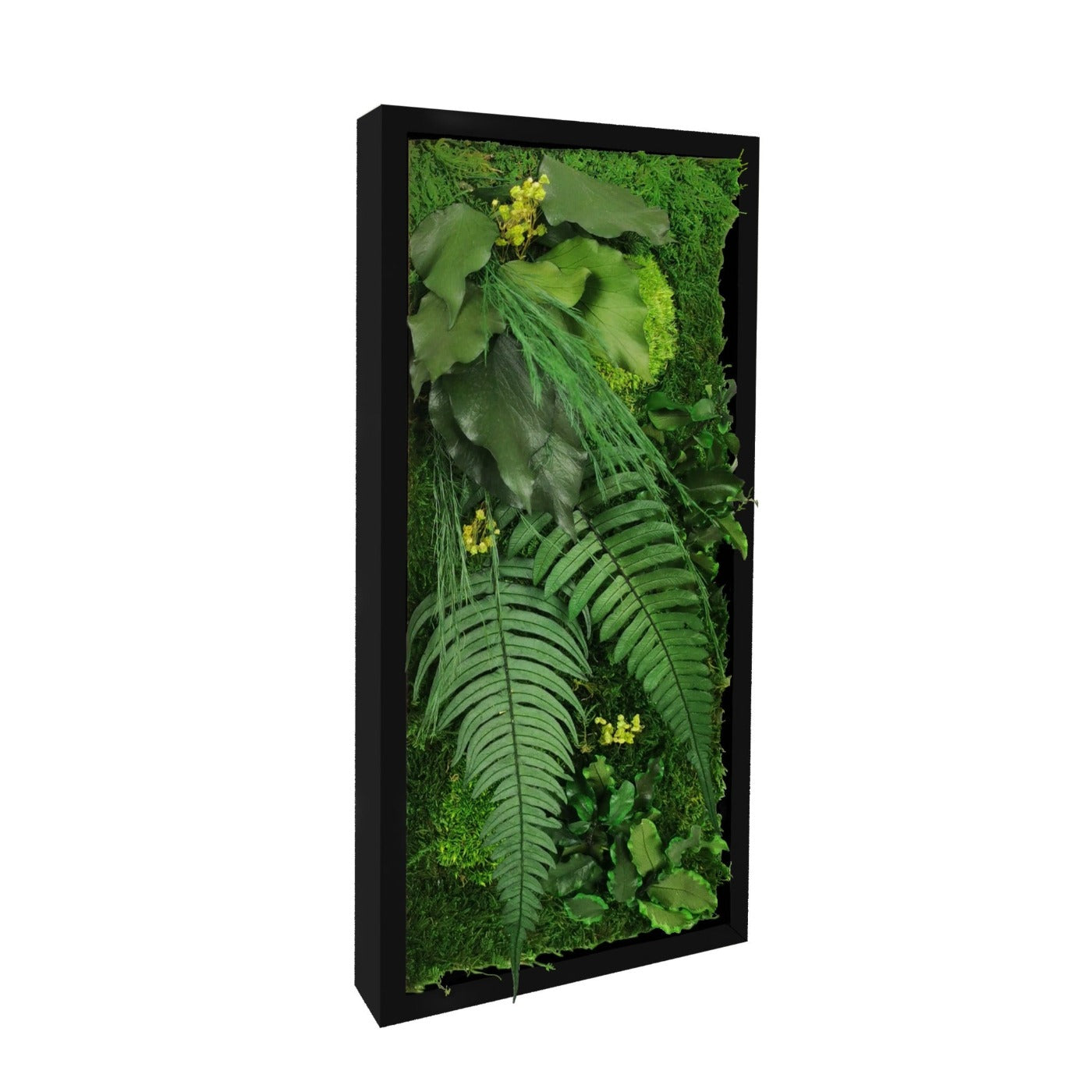 Tableau végétal stabilisé Elegance 18x38 cm cadre noir mat moderne - mousses vertes fougères lierres gypsophile naturels - mur végétal design contemporain industriel petit format sans entretien