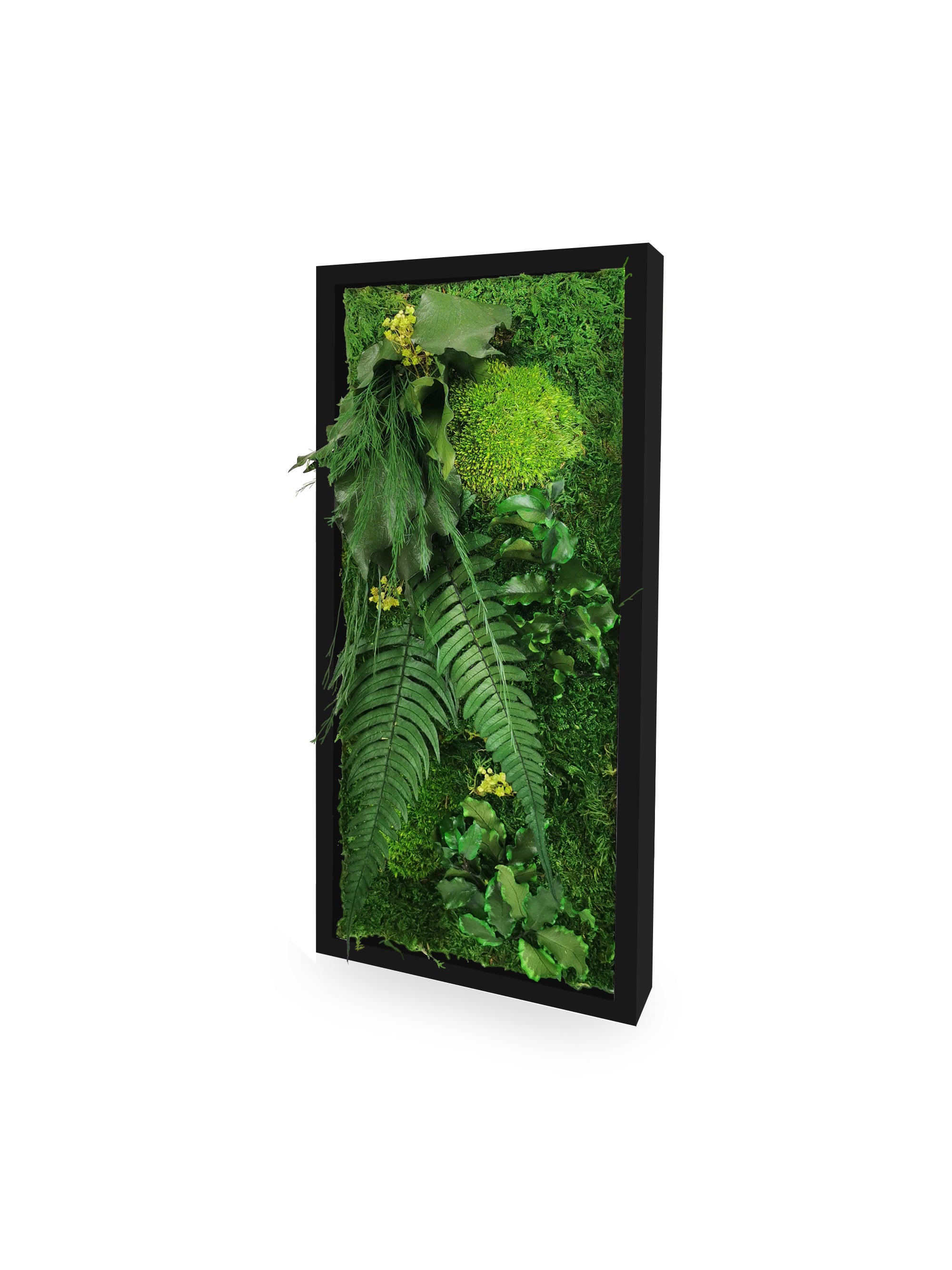 Cadre végétal stabilisé Elegance 18x38 cm noir format vertical petit étroit - composition mousses boules acidulées fougères - jardin vertical sans arrosage eau lumière - plantes naturelles préservées
