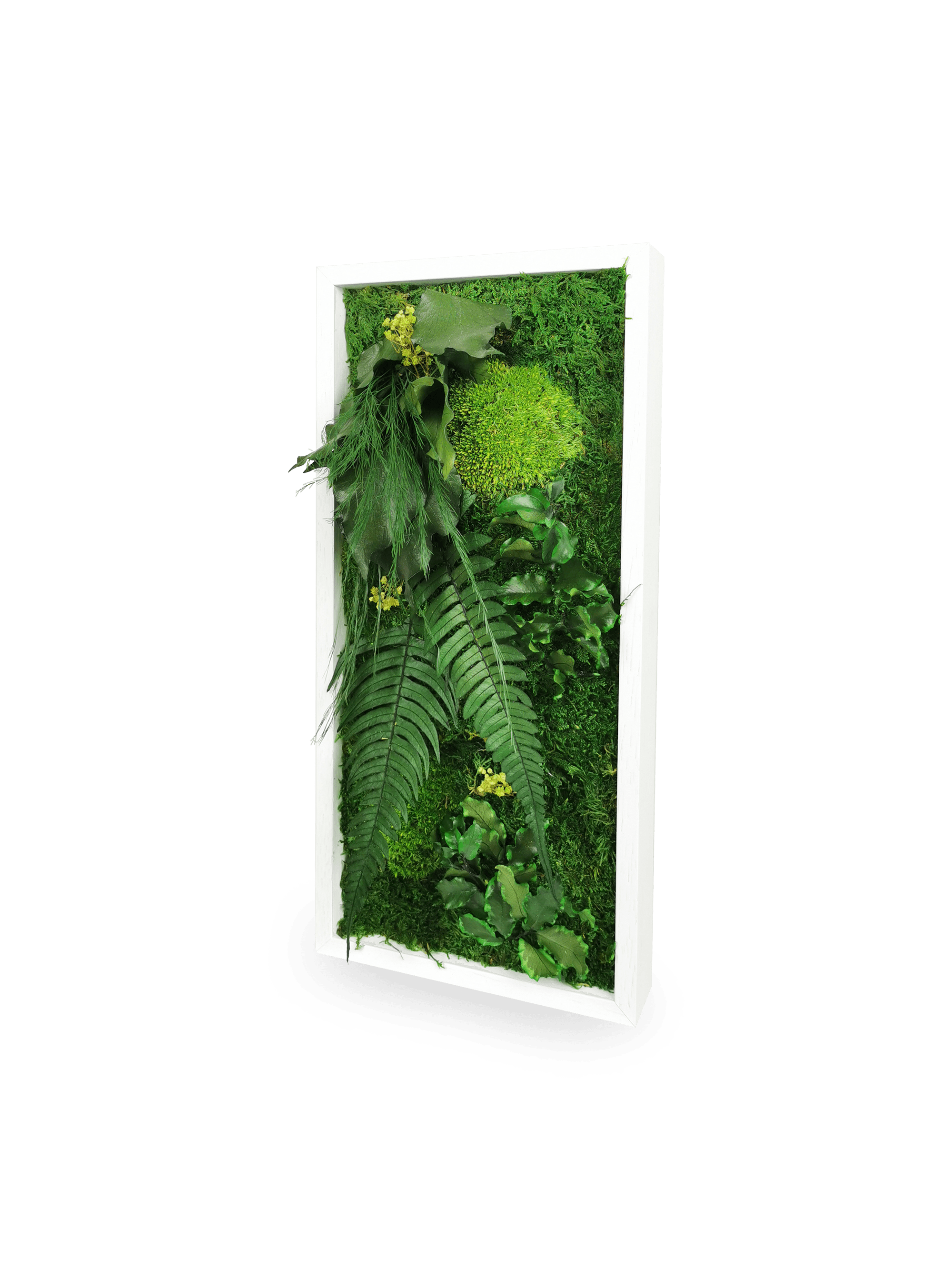 Gros plan détail tableau végétal Elegance 18x38 cm - texture mousses boules plates relief 3D fougères naturelles gypsophile rose - plantes stabilisées durables 10 ans sans entretien France