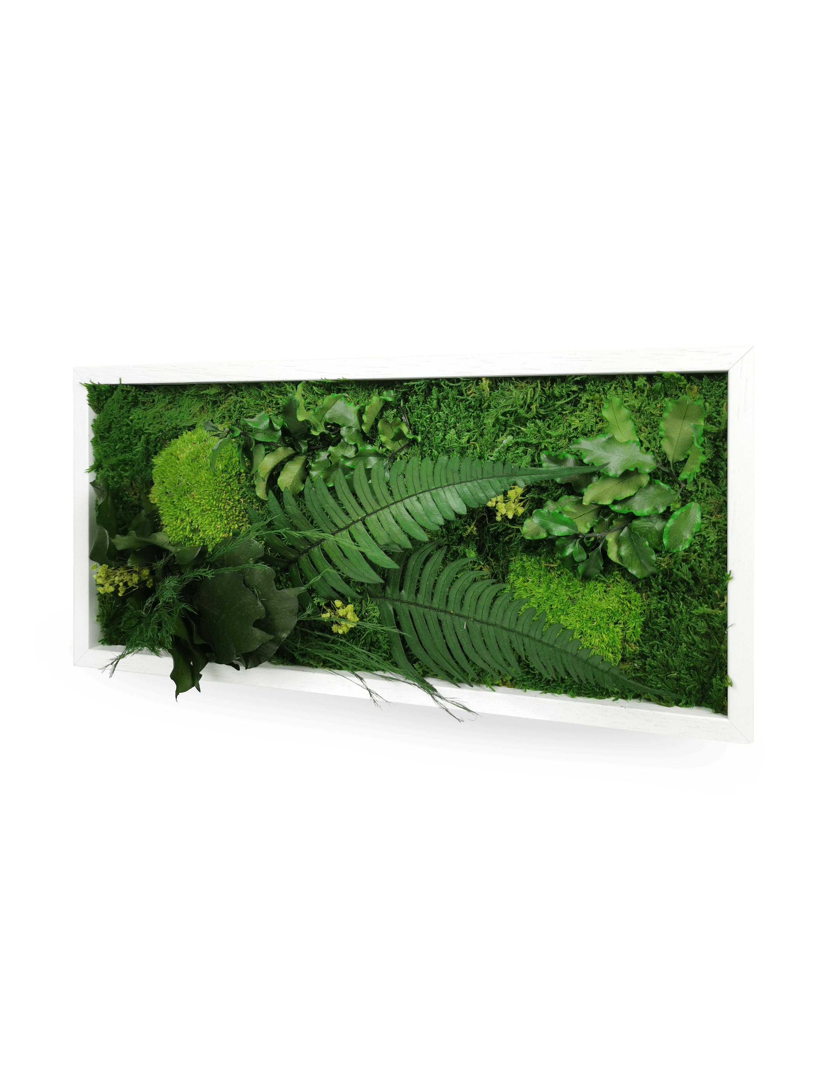 Vue rapprochée tableau végétal stabilisé Elegance 18x38 cm cadre blanc - composition végétale mousses fougères lierres - ambiance nature zen apaisant - décoration écologique durable couloir entrée