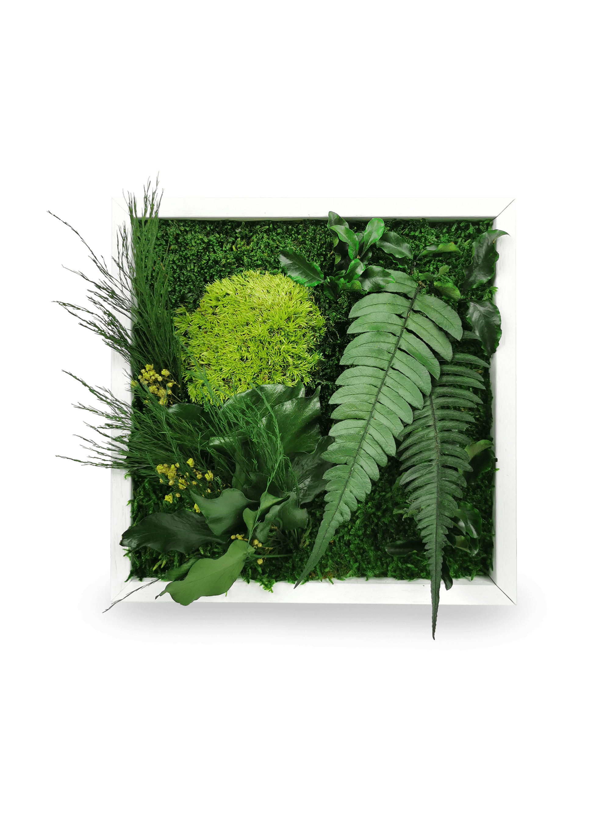 Tableau végétal naturel stabilisé Elegance 22x22 cm - composition mousses vertes acidulées fougères vert foncé lierres - jardin vertical petit format intérieur sans eau lumière décoration tendance 2025