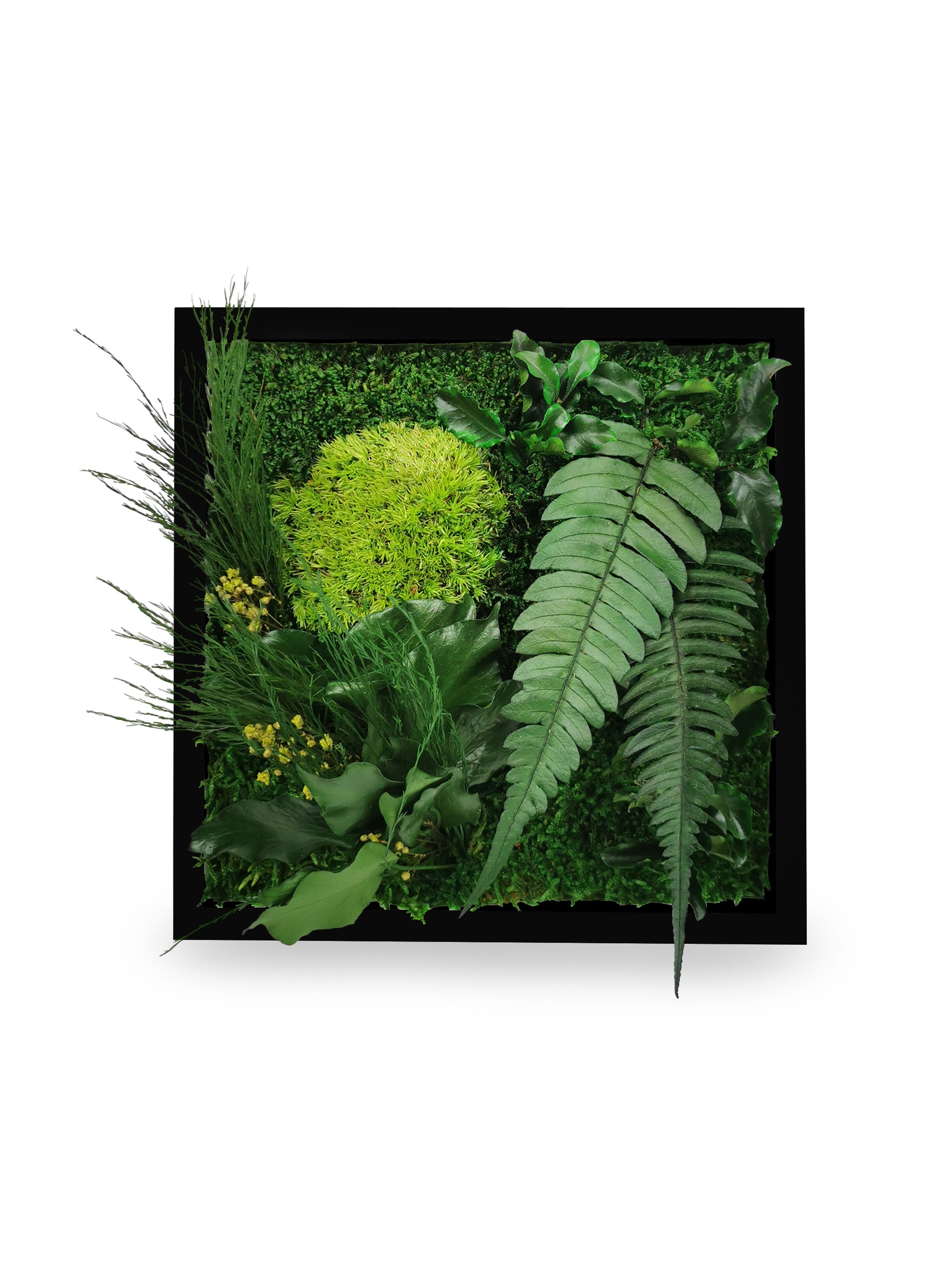 Tableau végétal naturel stabilisé Elegance 22x22